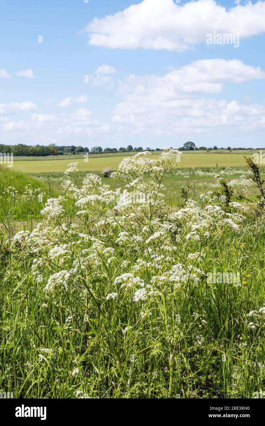 Prezzemolo di mucca, Anthriscus sylvestris, che cresce nella campagna del Norfolk. Foto Stock