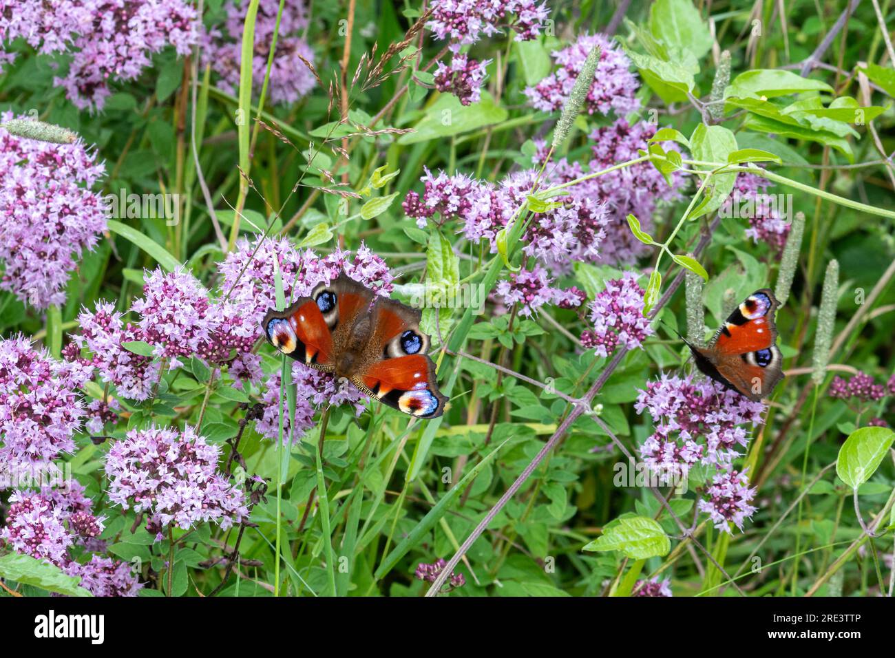 Colorate farfalle di pavone (Aglais io) che nidificano su fiori selvatici di marjoram nell'habitat di gesso durante l'estate, Hampshire, Inghilterra, Regno Unito Foto Stock