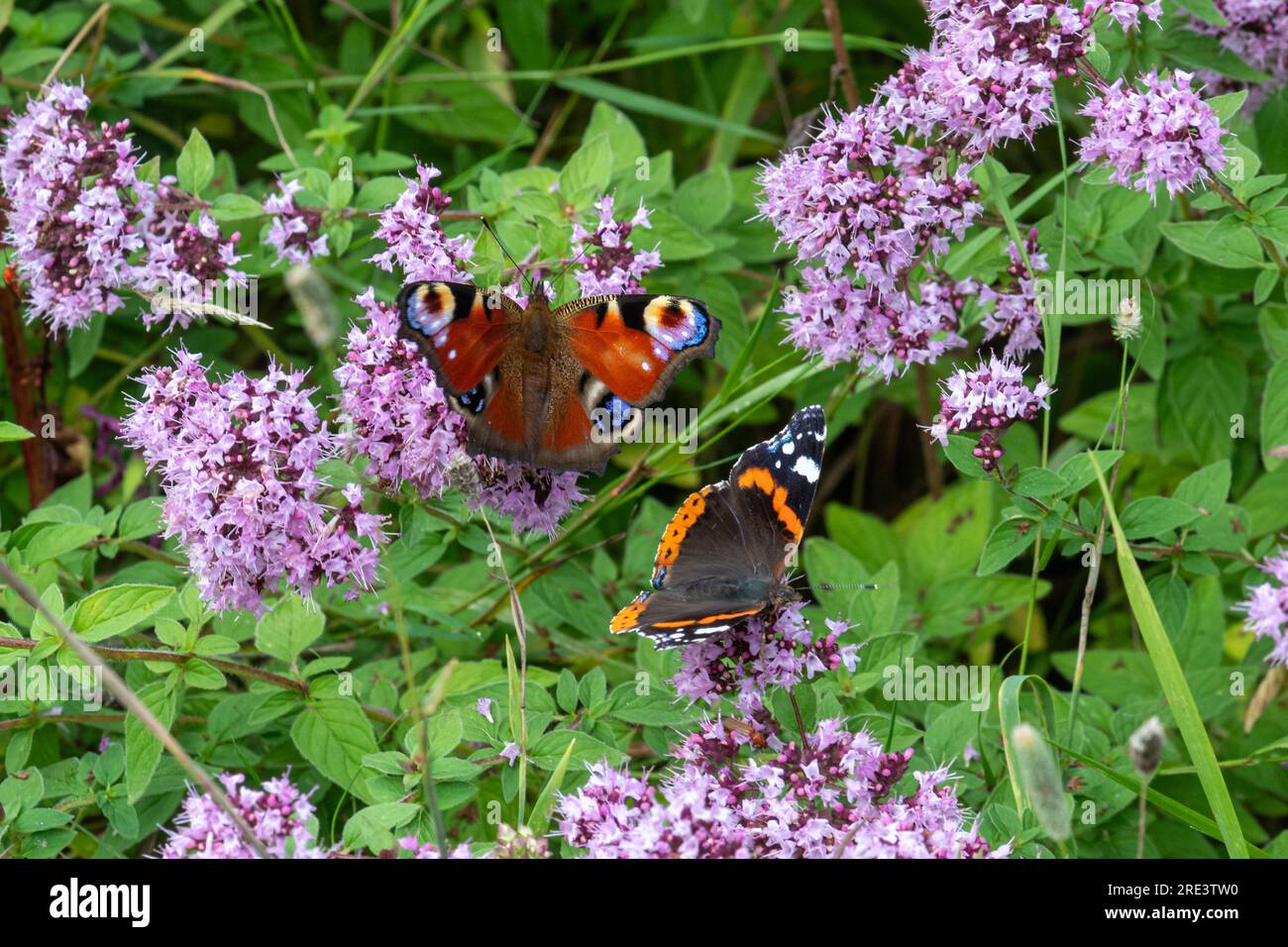 Farfalle colorate (pavone e ammiraglio rosso) che si annidano su fiori selvatici di marjoram nell'habitat di gesso durante l'estate, Hampshire, Inghilterra, Regno Unito Foto Stock