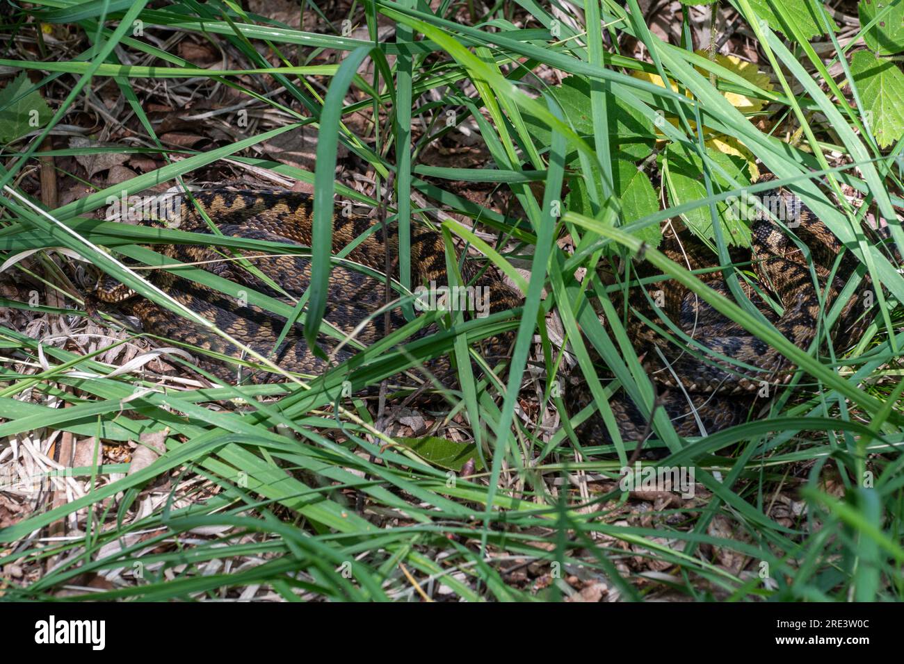 Due adders (Vipera berus) mosaico crogiolarsi tra erba e vegetazione sotto la luce del sole, comportamento rettile serpente, Inghilterra, Regno Unito Foto Stock