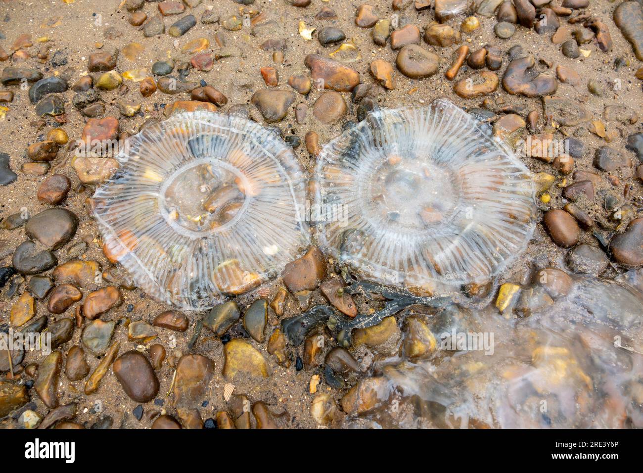 I resti di due Crystal Jellyfish su una spiaggia di ciottoli a Bawdsey, nel Suffolk Foto Stock