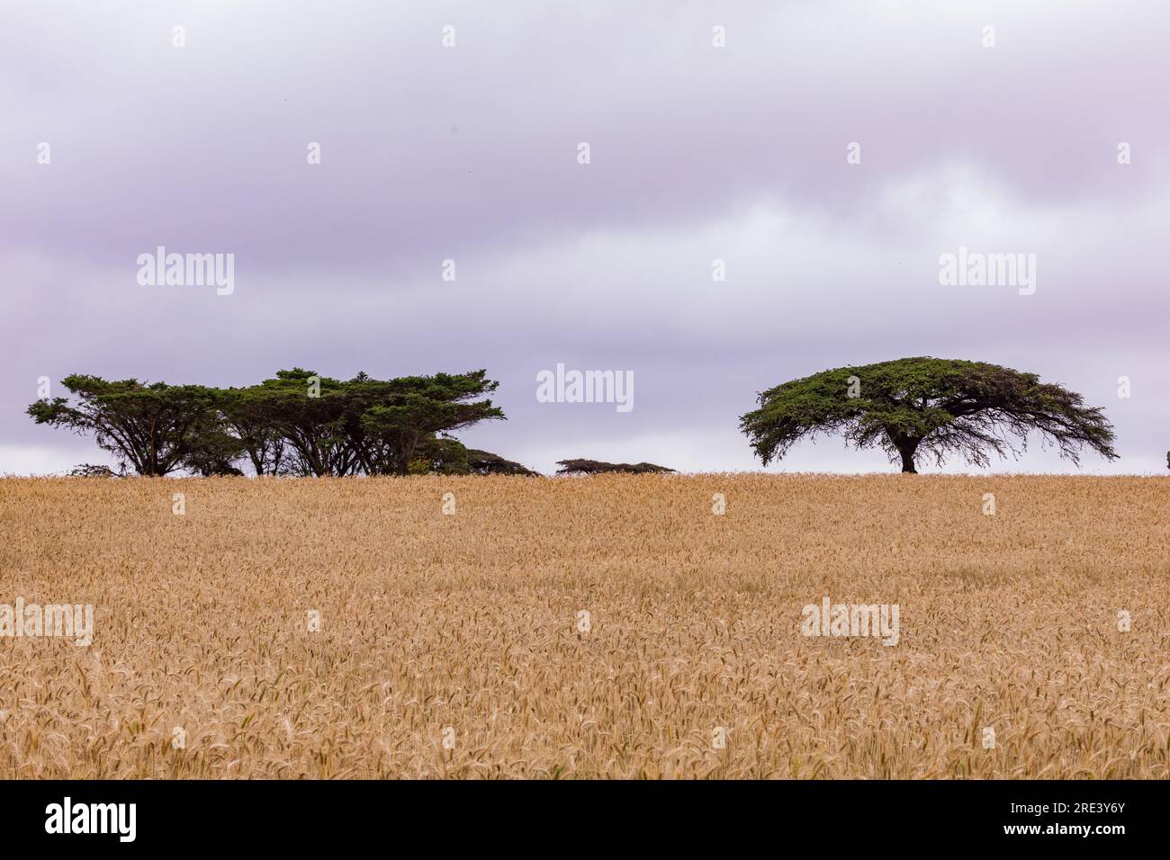 La riserva nazionale di Maasai Mara è un'area di savana preservata nel Kenya sudoccidentale, lungo il confine con la Tanzania. Tra i suoi animali vi sono i leoni, Foto Stock