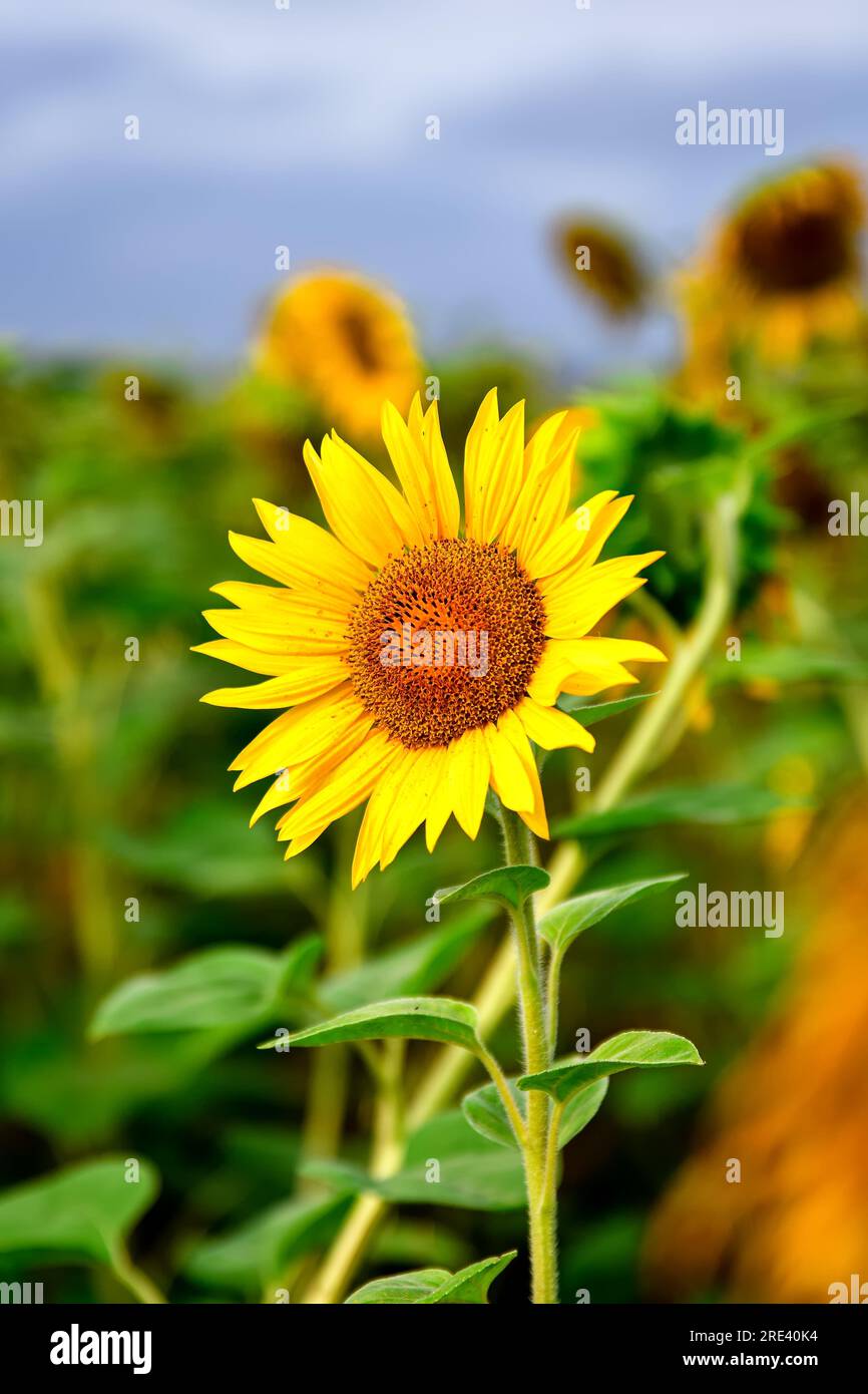 Splendido fiore giallo in un paesaggio estivo. Testa di girasole su sfondo naturale sfocato. Foto con una bassa profondità di campo. Foto Stock