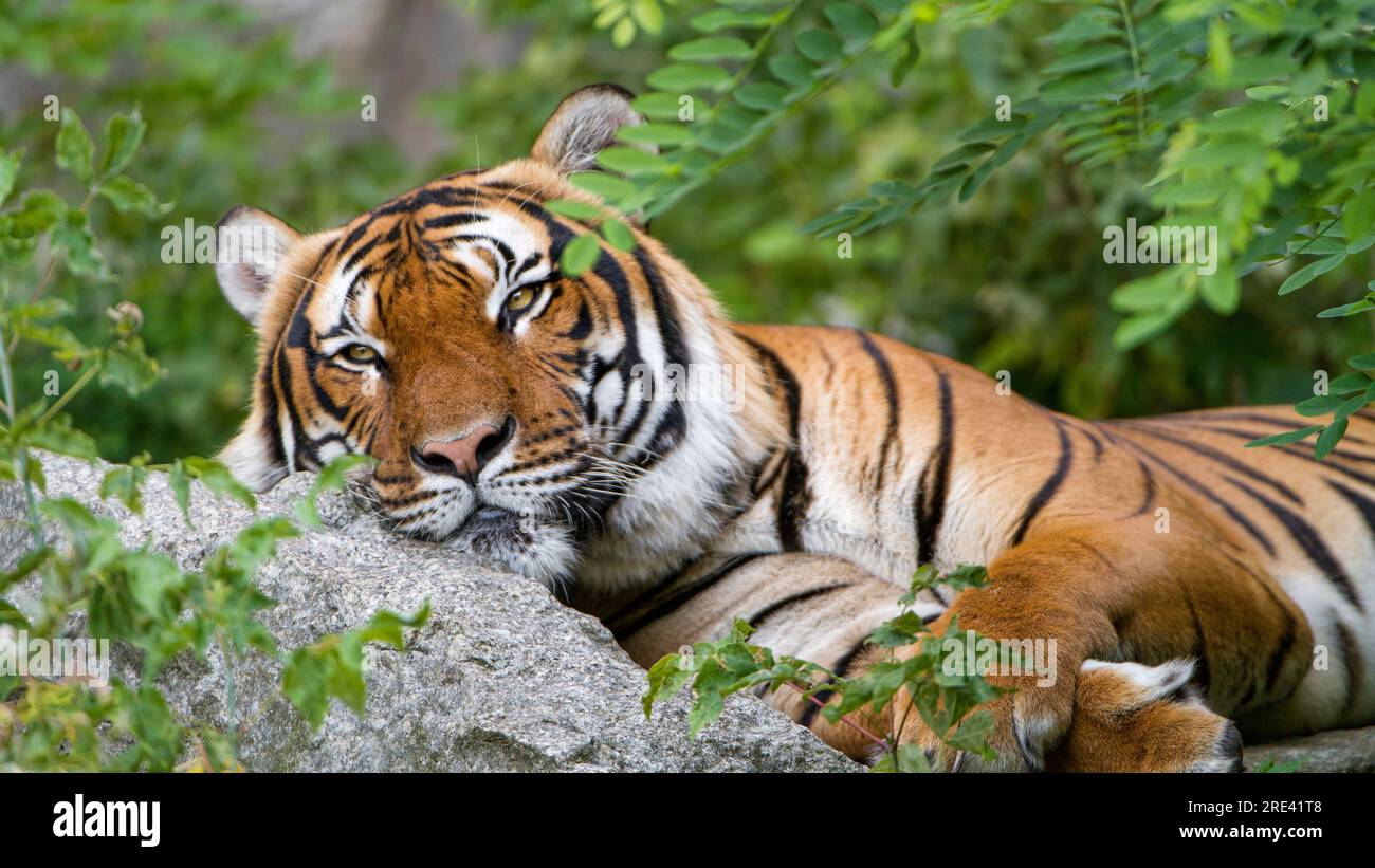 Le tigri di Sumatra sono originarie dell'isola di Sumatra in Indonesia e sono la sottospecie più piccola di tigri. La loro popolazione è stata minacciata principalmente a causa della perdita dell'habitat e della frammentazione causata dalla deforestazione per l'agricoltura, il disboscamento e le piantagioni di olio di palma. Anche il bracconaggio e la caccia illegali hanno contribuito in modo significativo al calo del loro numero. Foto Stock