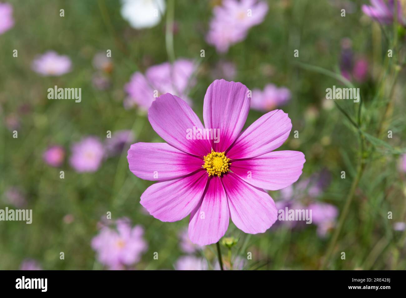 Fiori di cosmo rosa nel campo Foto Stock