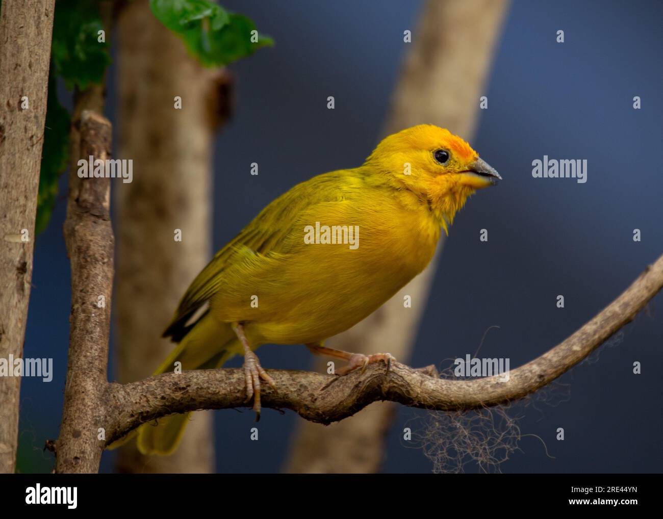 Il Finch dello zafferano, scientificamente conosciuto come Sicalis flaveola, è un uccello vivace e allegro originario del Sud America. Con il suo suggestivo piumaggio giallo Foto Stock