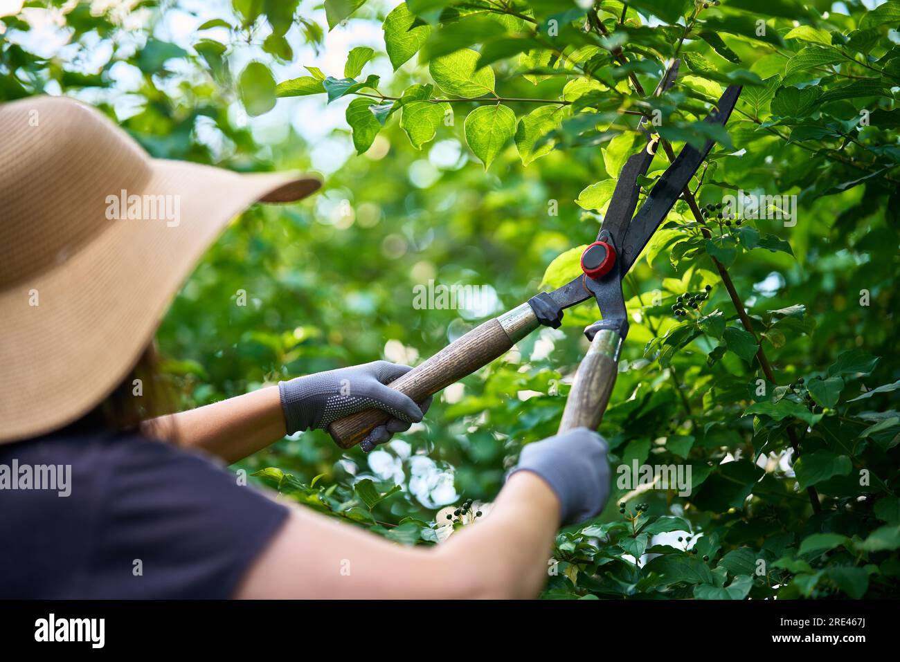 Piante di rifilatura per giardinieri femminili con forbici professionali per siepi. Lavori di manutenzione del giardino. Foto Stock
