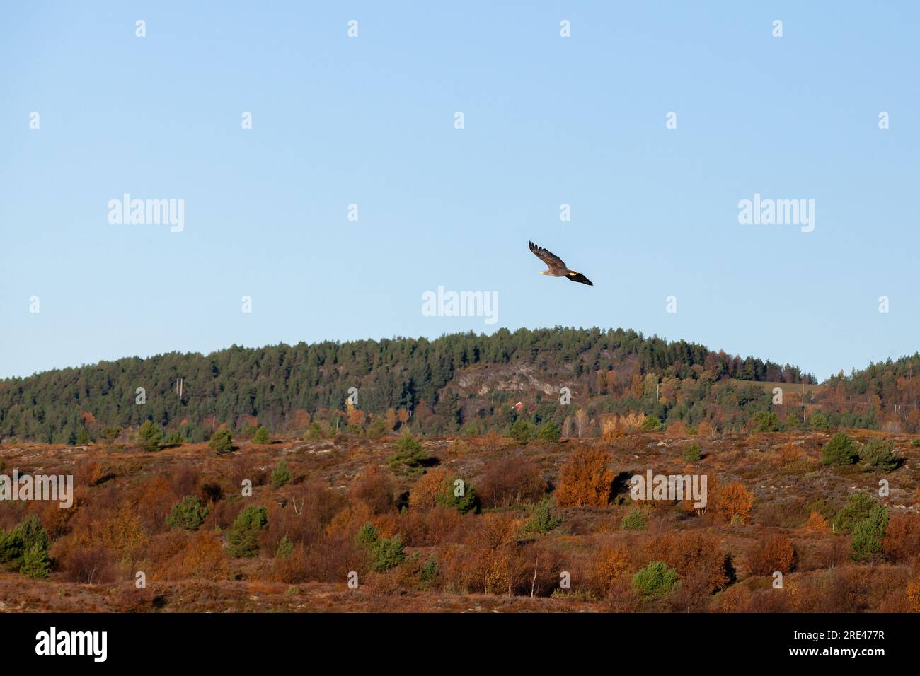 L'aquila dalla coda bianca vola sotto il cielo blu in una giornata di sole. Paesaggio norvegese Foto Stock