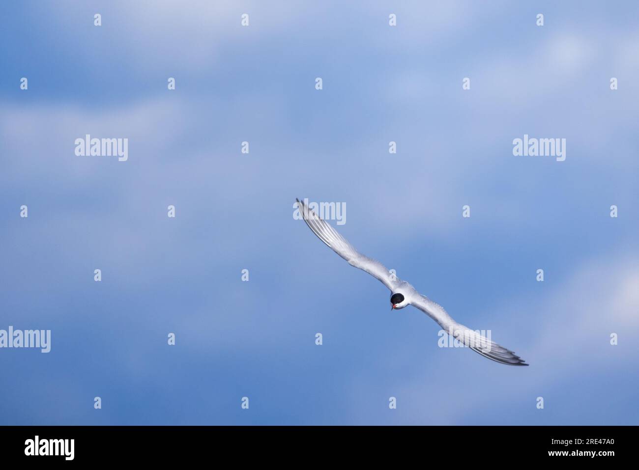 La terna comune vola sotto il cielo blu in una giornata di sole. Sterna hirundo Foto Stock