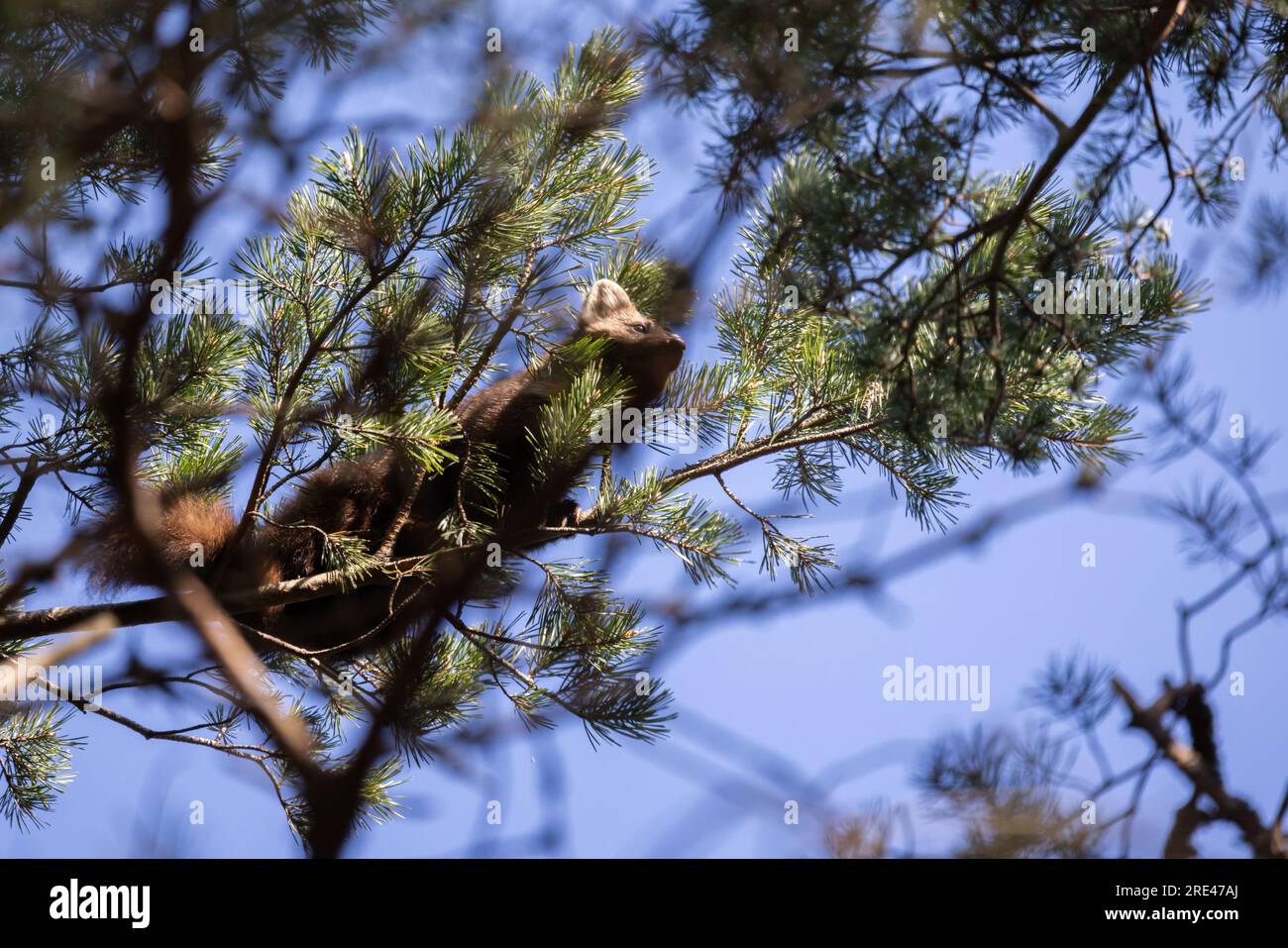 La martora europea di pini si trova sui rami di un pino. Nota anche come martora di pino, è un mustelide meno comunemente conosciuto anche come baum marten, o dolce ma Foto Stock