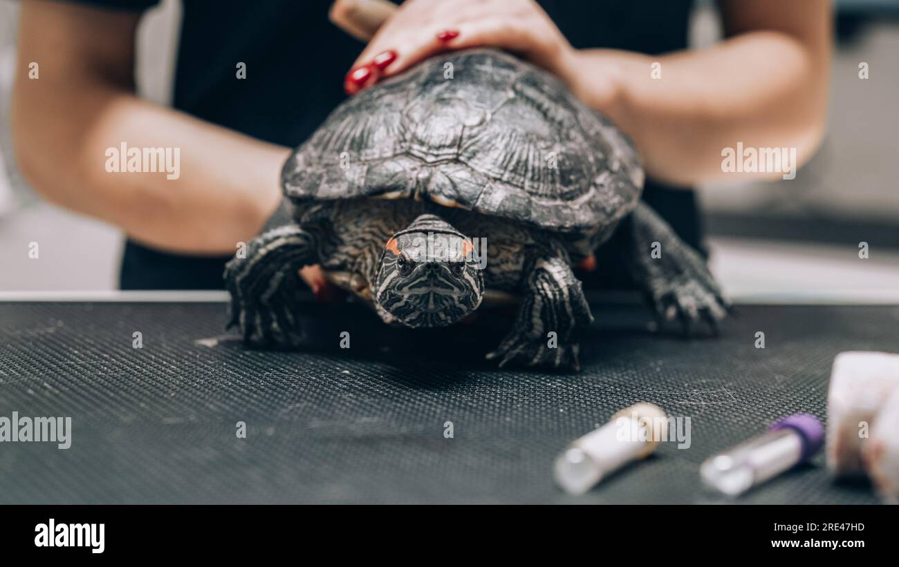 Cliente che accompagna il proprio animale domestico all'appuntamento del medico presso la clinica veterinaria. Controllo regolare dello stato degli animali domestici Foto Stock