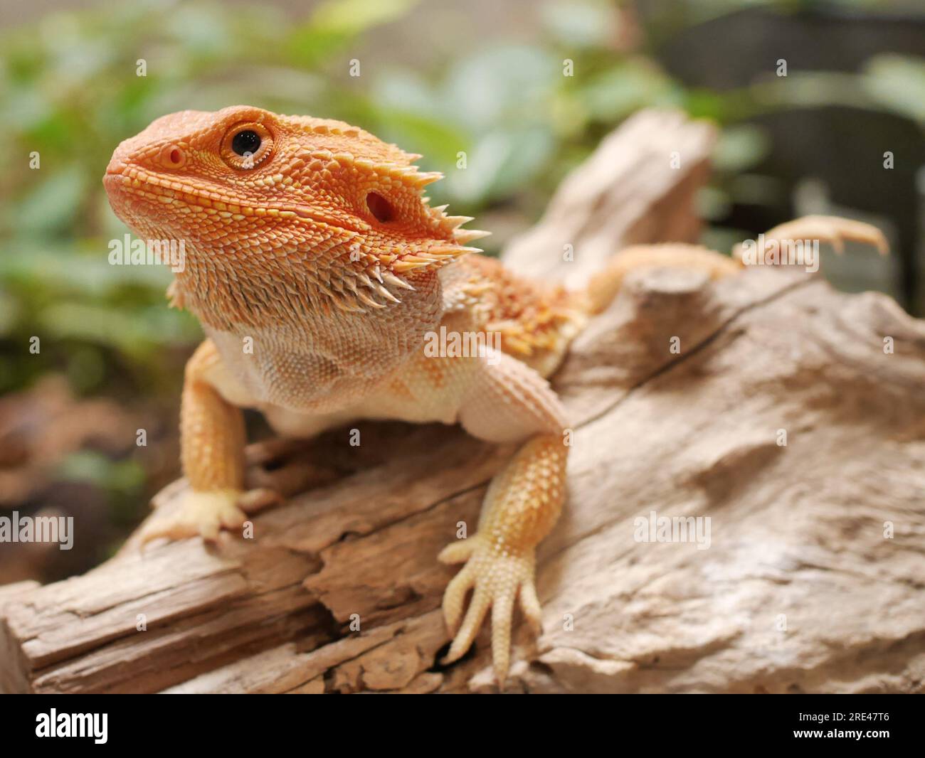 Grazioso drago barbuto arancione rosso che posa con cura Foto Stock