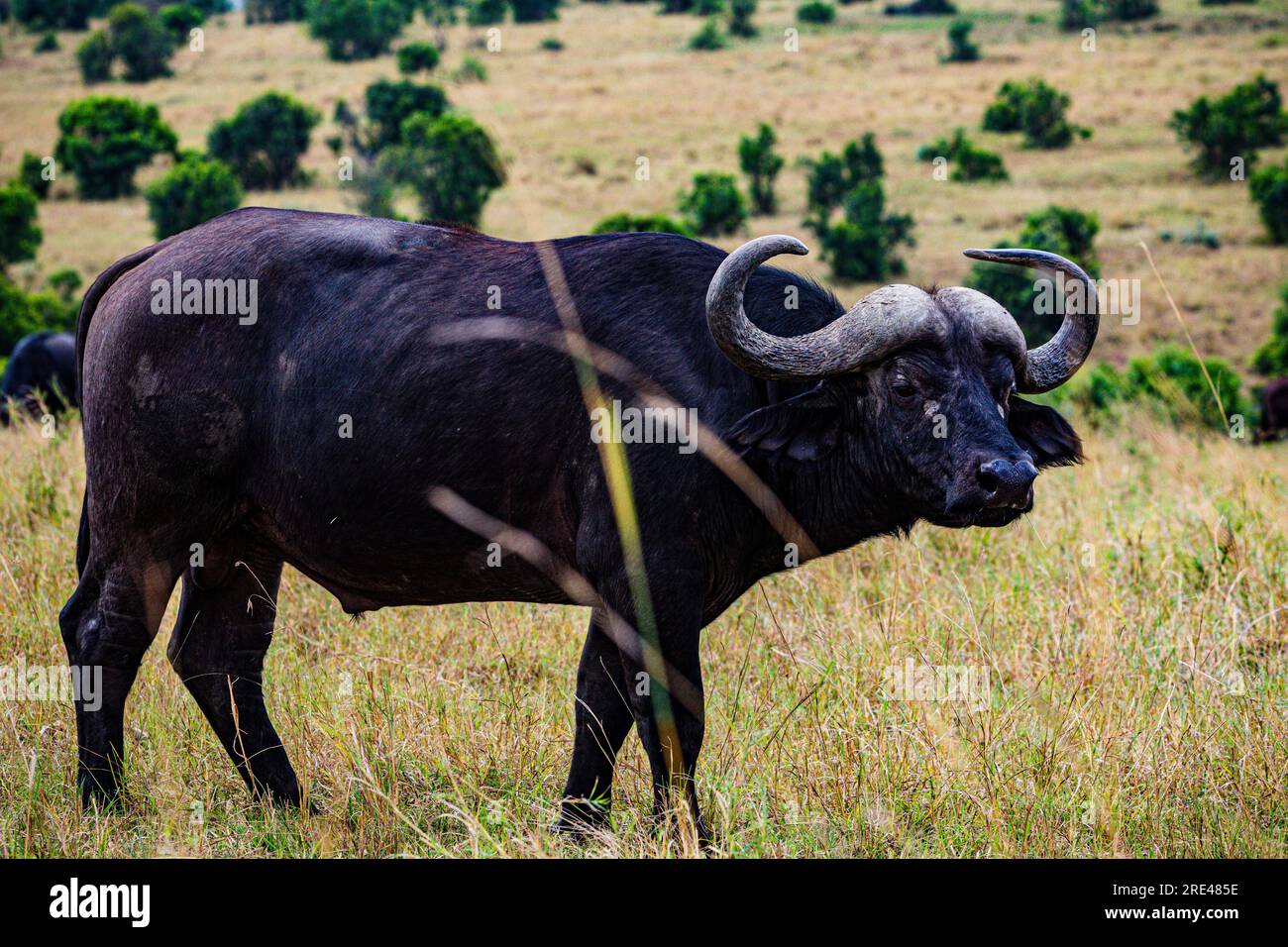 La riserva nazionale di Maasai Mara è un'area di savana preservata nel Kenya sudoccidentale, lungo il confine con la Tanzania. Tra i suoi animali vi sono i leoni, Foto Stock