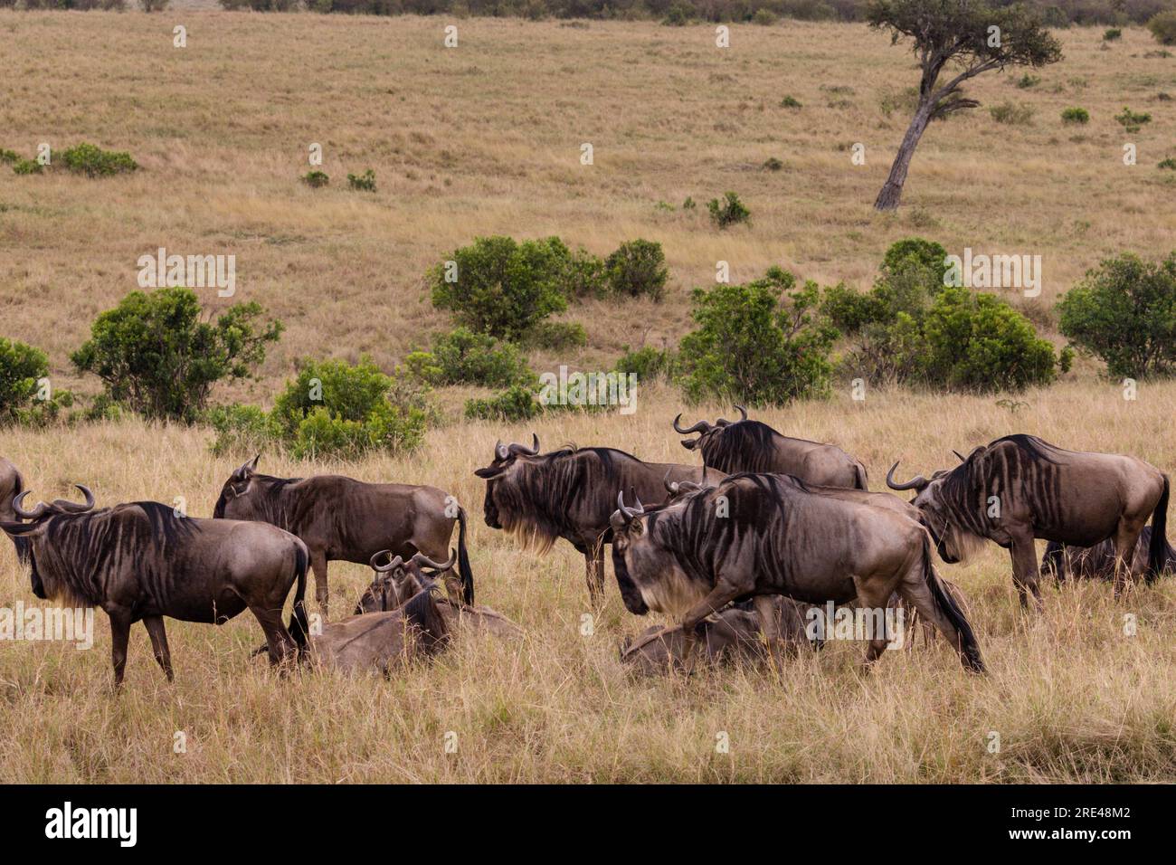 La riserva nazionale di Maasai Mara è un'area di savana preservata nel Kenya sudoccidentale, lungo il confine con la Tanzania. Tra i suoi animali vi sono i leoni, Foto Stock