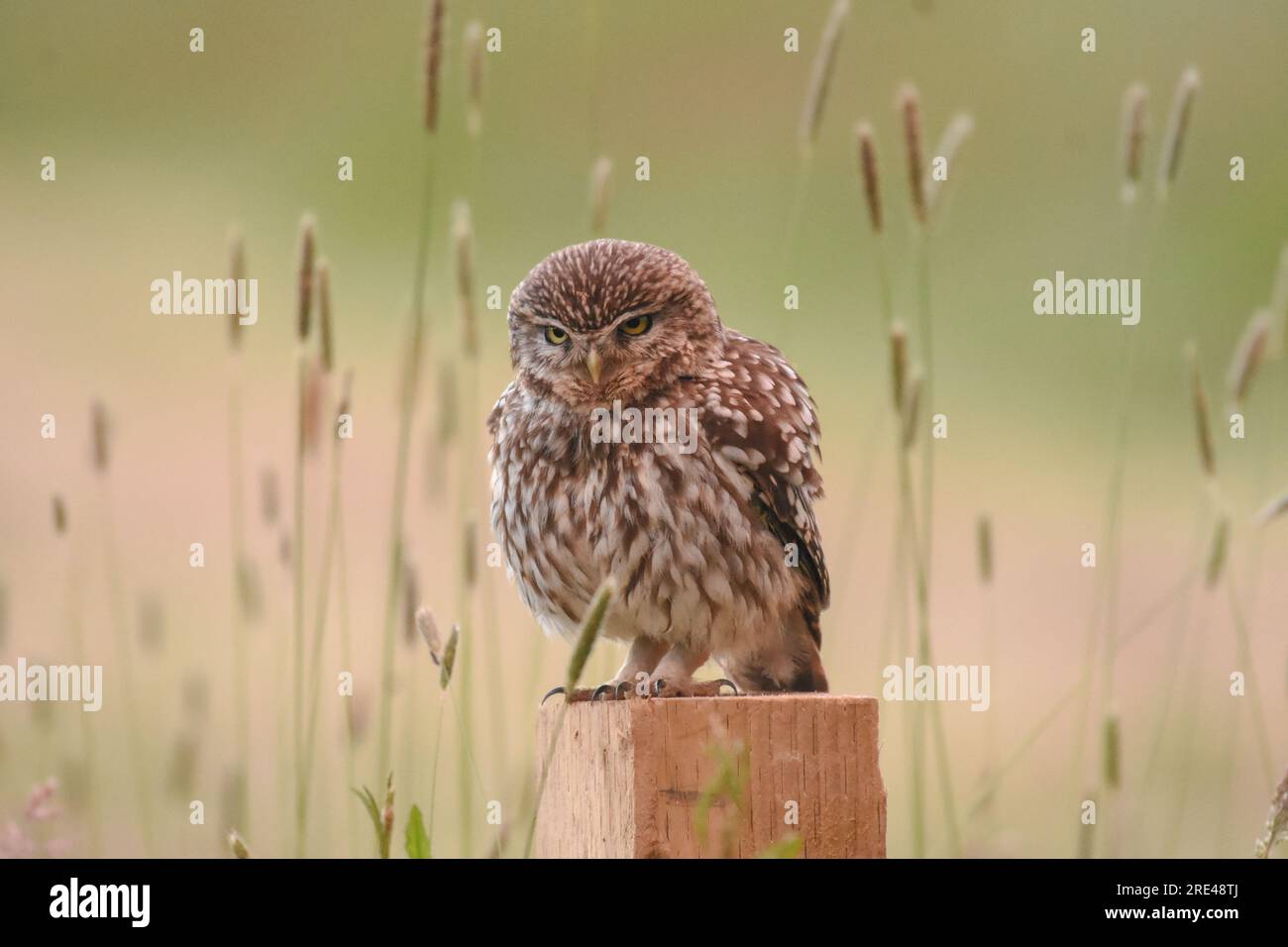 Piccolo gufo Foto Stock