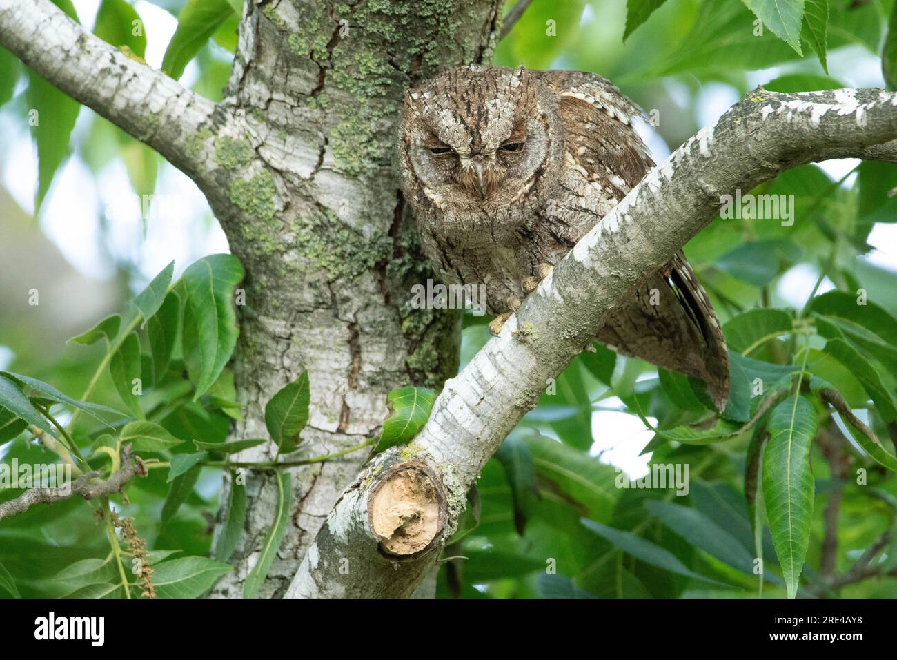 Erwachsene Eule sitzt Tagsüber getarnt auf einem AST im Baum Foto Stock