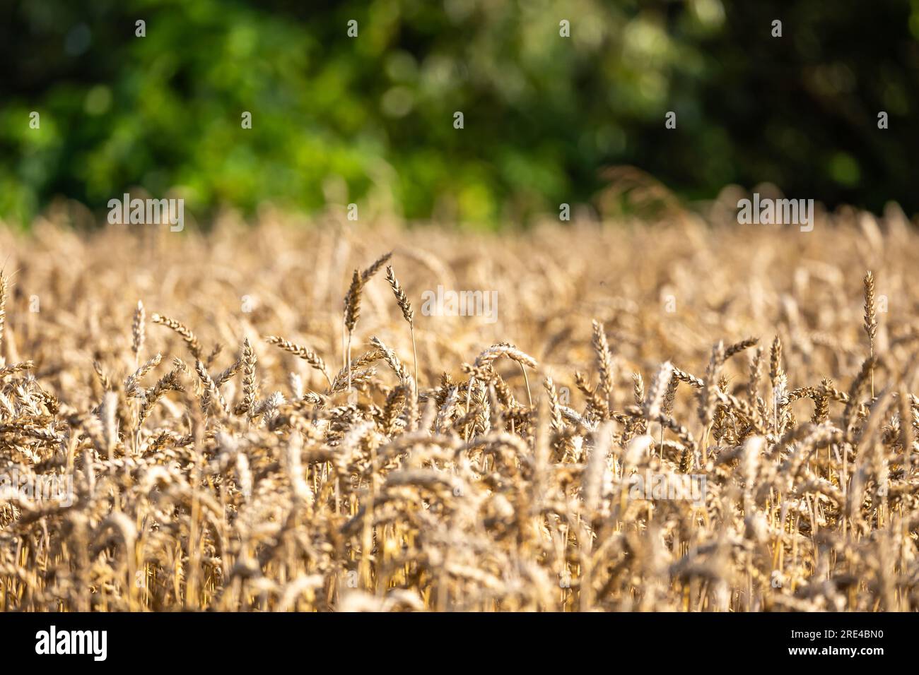 Primo piano di orecchie dorate di frumento maturo pronto per la raccolta. Linea dell'albero sfocata sul retro. Foto scattata in una soleggiata giornata estiva Foto Stock