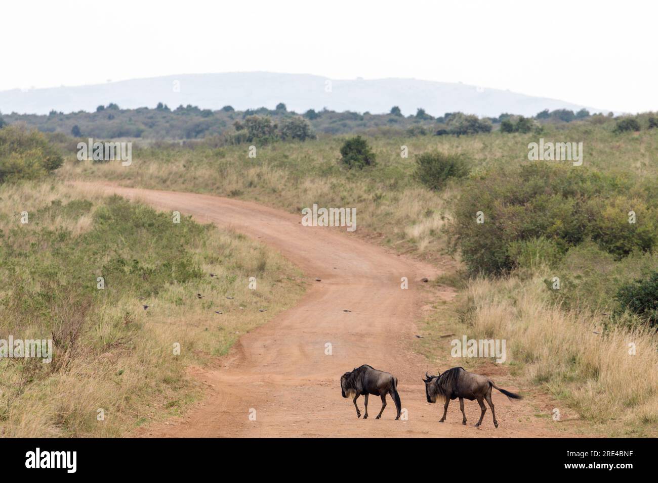 La riserva nazionale di Maasai Mara è un'area di savana preservata nel Kenya sudoccidentale, lungo il confine con la Tanzania. Tra i suoi animali vi sono i leoni, Foto Stock