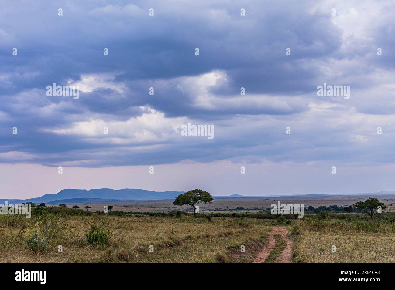 La riserva nazionale di Maasai Mara è un'area di savana preservata nel Kenya sudoccidentale, lungo il confine con la Tanzania. Tra i suoi animali vi sono i leoni, Foto Stock