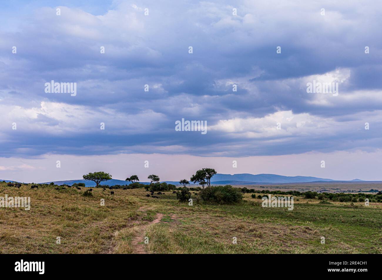 La riserva nazionale di Maasai Mara è un'area di savana preservata nel Kenya sudoccidentale, lungo il confine con la Tanzania. Tra i suoi animali vi sono i leoni, Foto Stock