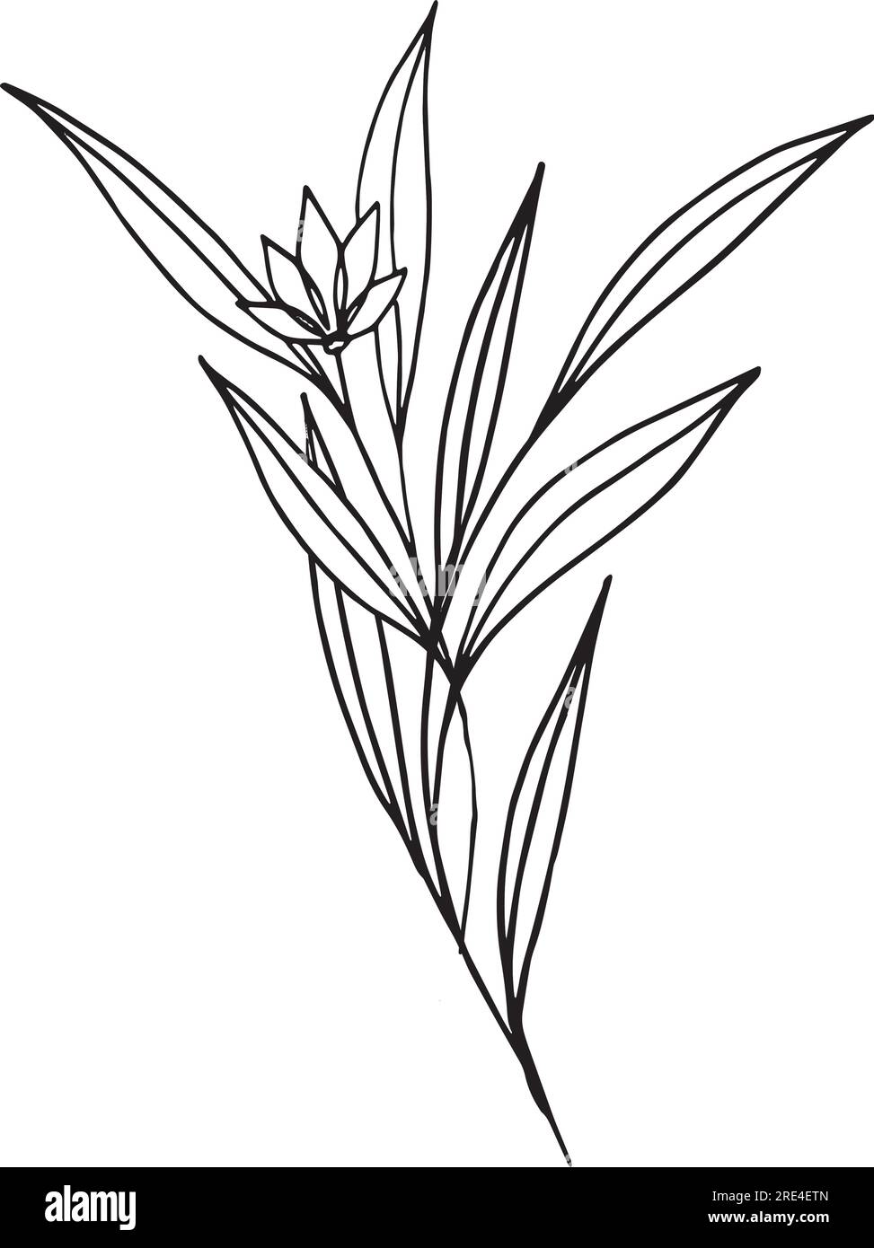 Composizione botanica astratta con elementi floreali minimi di erbe, fiori, foglie e rami. illustrazione vettoriale per il matrimonio Illustrazione Vettoriale