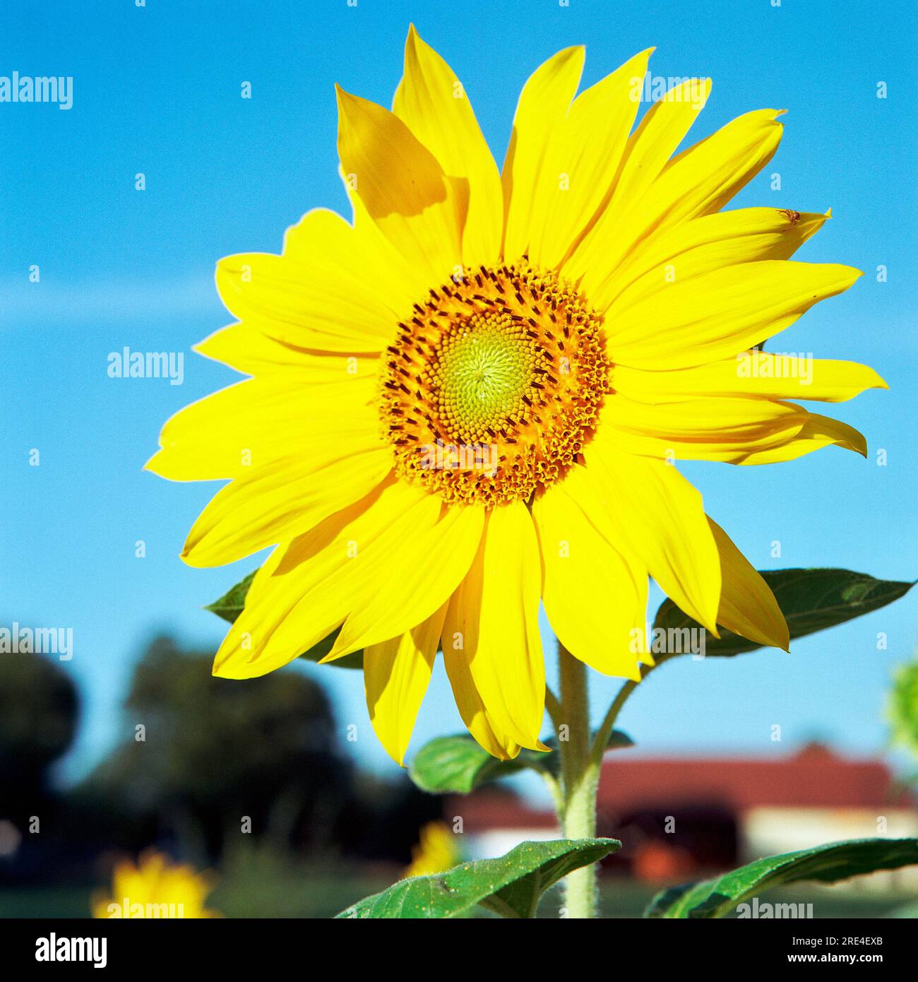 Die Sonnenblume (Helianthus annuus), auch Gewöhnliche Sonnenblume genannt, ist eine Pflanzenart aus der Gattung der Sonnenblumen (Helianthus) Foto Stock