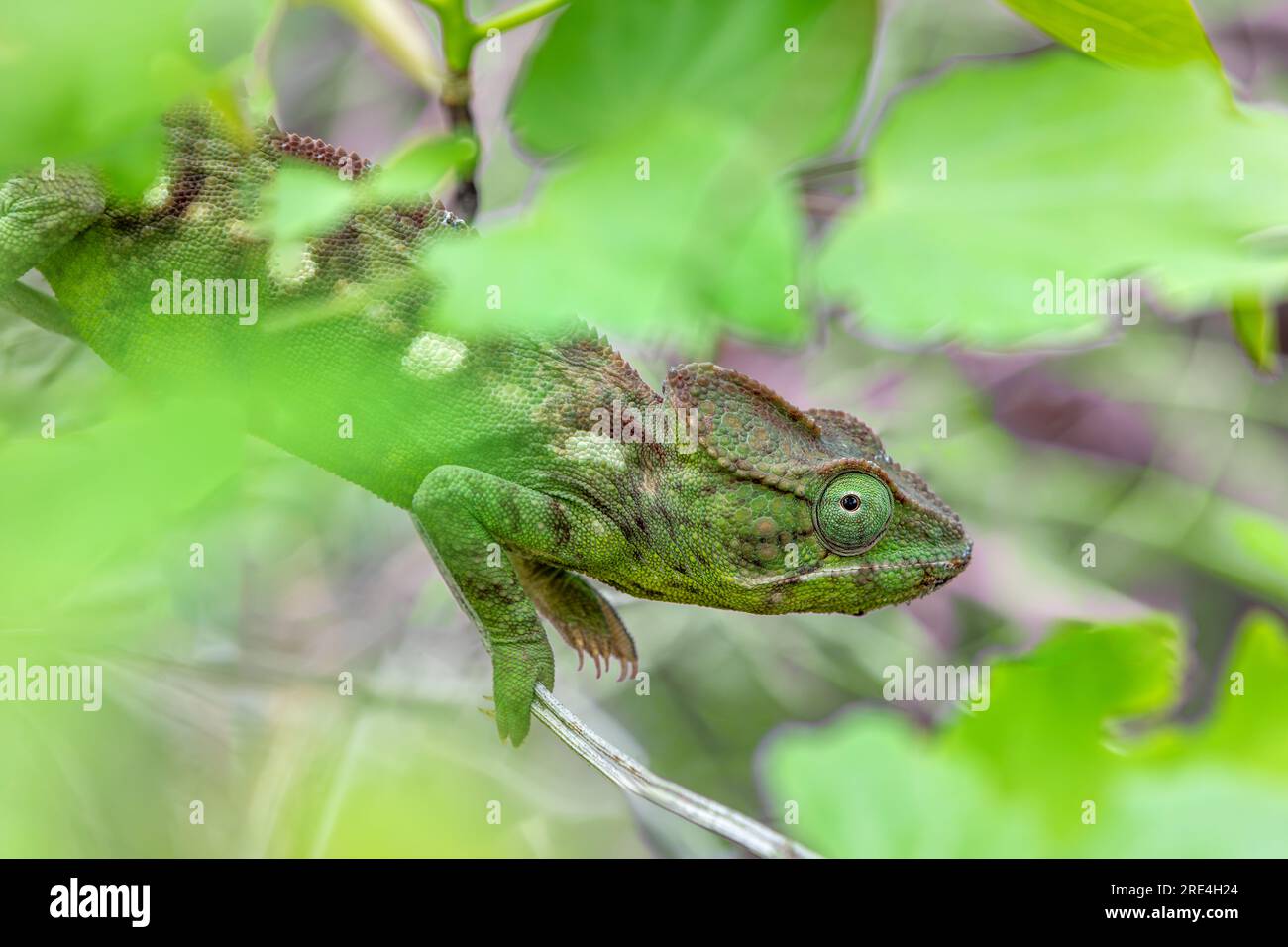 Camaleonte gigante malgascio o camaleonte di Oustalet (Furcifer oustaleti) femmina, grande specie di camaleonte endemico, Tsingy de Bemaraha, Madagascar wildl Foto Stock