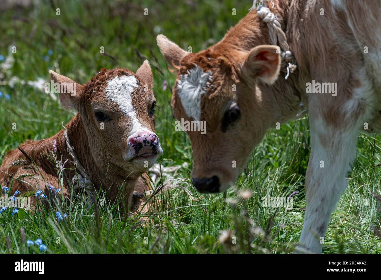 Ritratto isolato e ravvicinato di un giovane vitello che riposa su uno splendido sfondo di erba verde godendosi il sole, l'Armenia Foto Stock