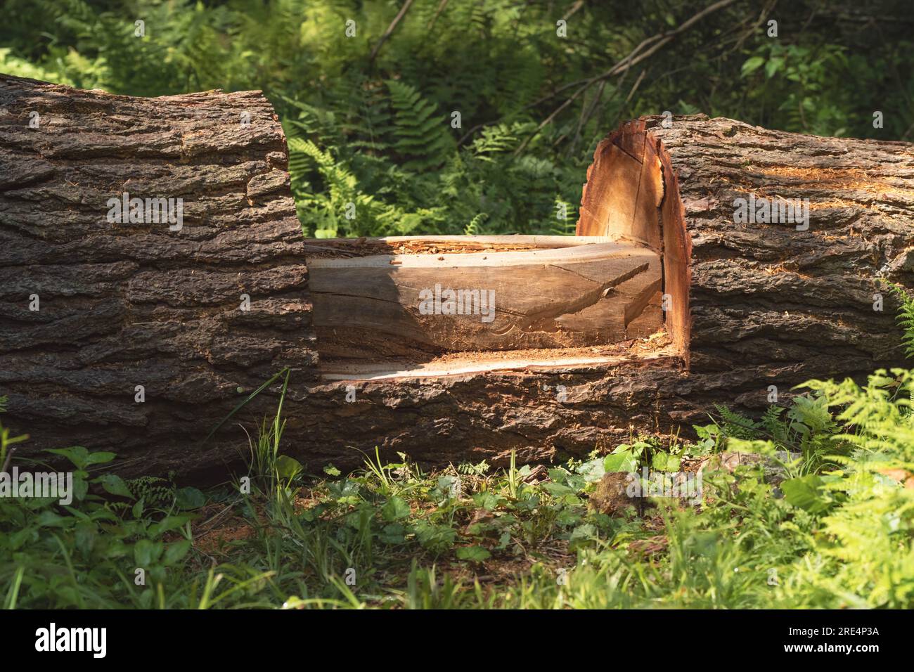 copia l'immagine dello spazio dell'escursionista che calpesta l'albero caduto con una scalinata ritagliata al suo interno Foto Stock