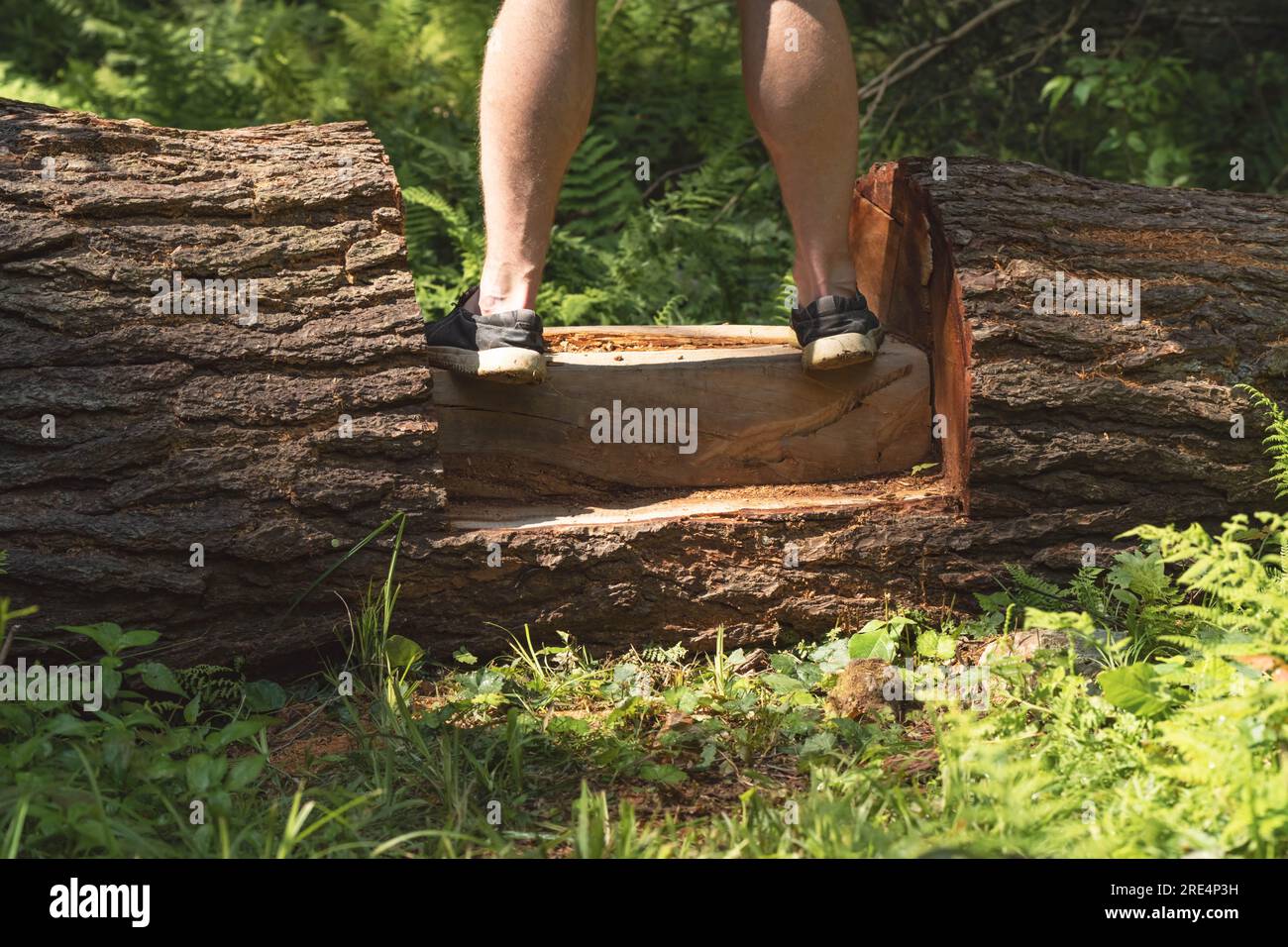 copia l'immagine dello spazio dell'escursionista che calpesta l'albero caduto con una scalinata ritagliata al suo interno Foto Stock