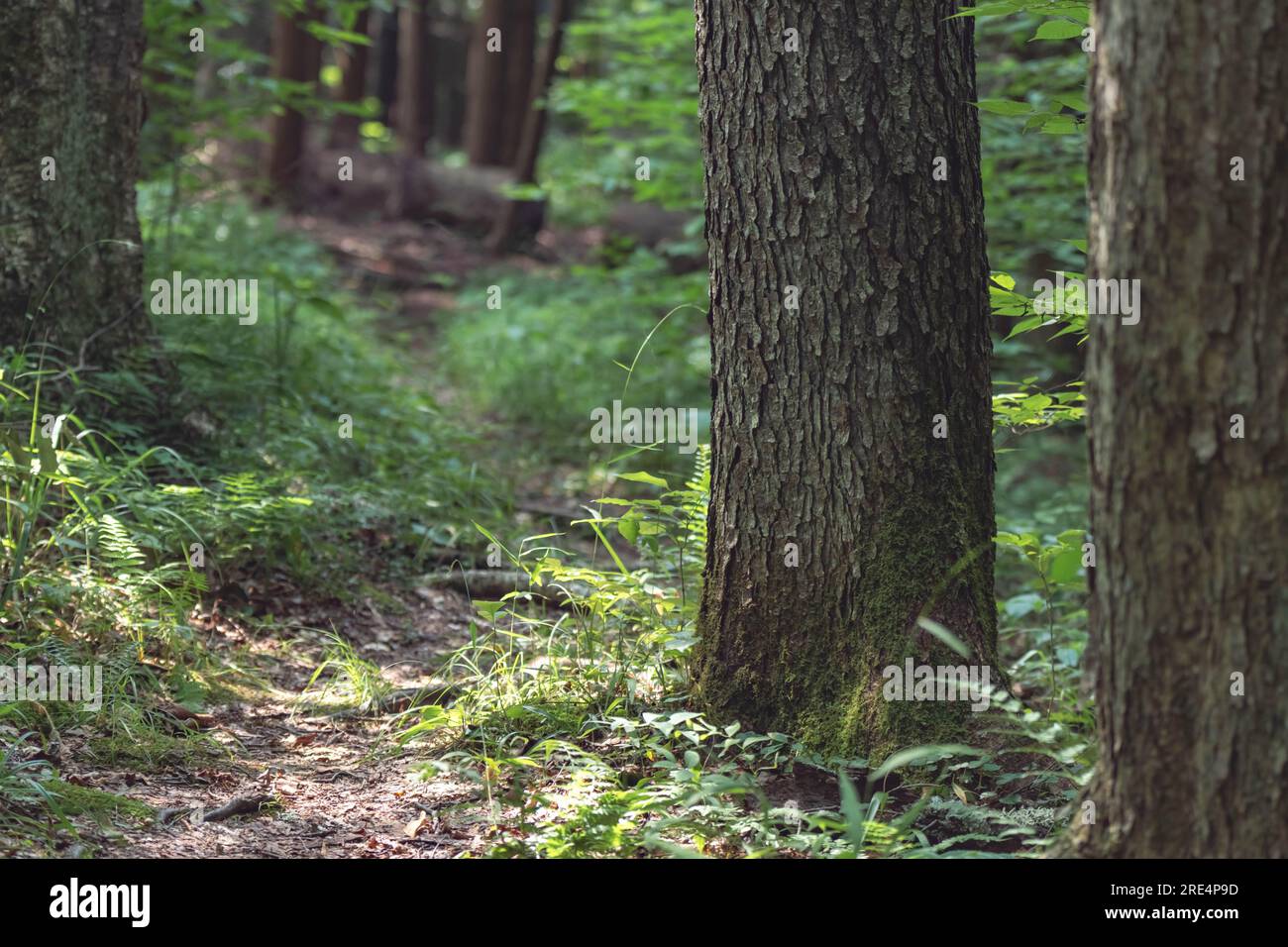 sentieri nel bosco in estate non c'è gente sfondi naturali all'aperto area copia attività Foto Stock