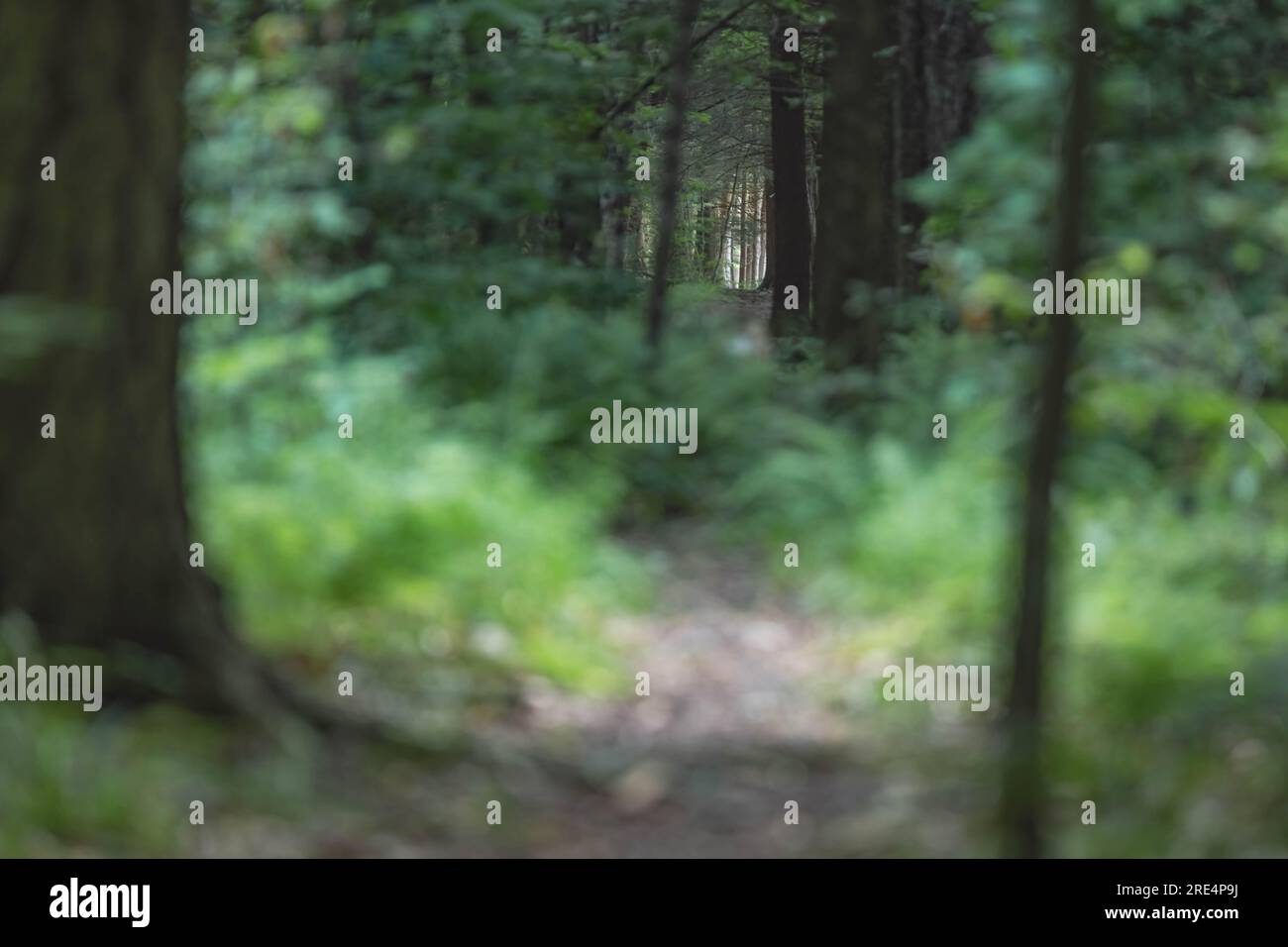 sentieri nel bosco in estate non c'è gente sfondi naturali all'aperto area copia attività Foto Stock