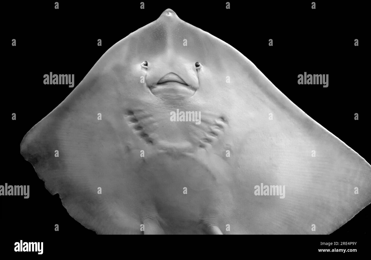 Parte inferiore di un pesce rastrello nella schiena nera Foto Stock