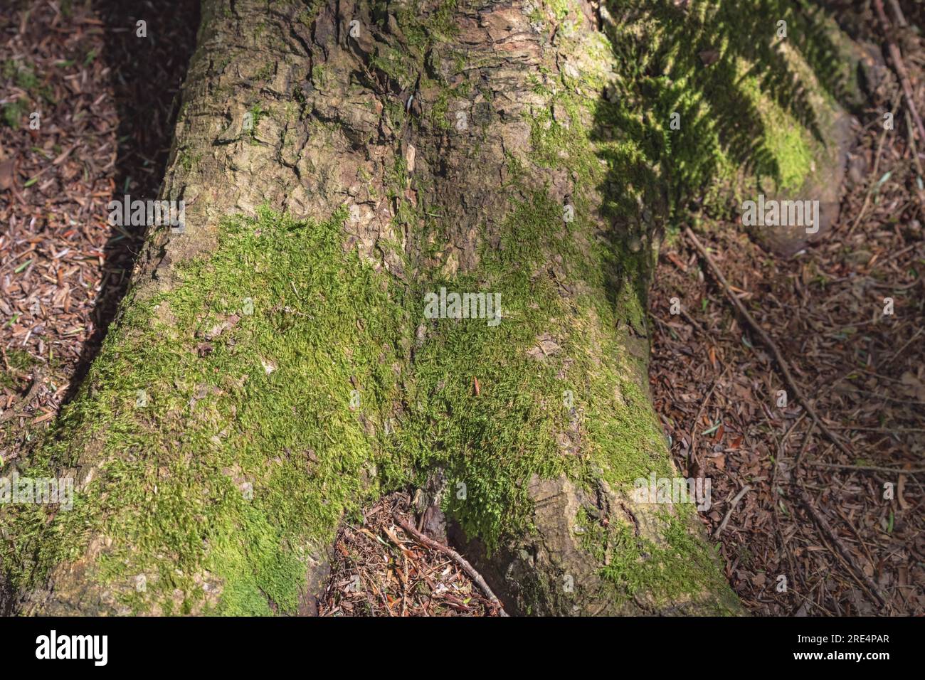 Sfondi naturali motivi di corteccia e bosco per sfondi di design con contrasto scuro e testurizzato luce naturale Foto Stock