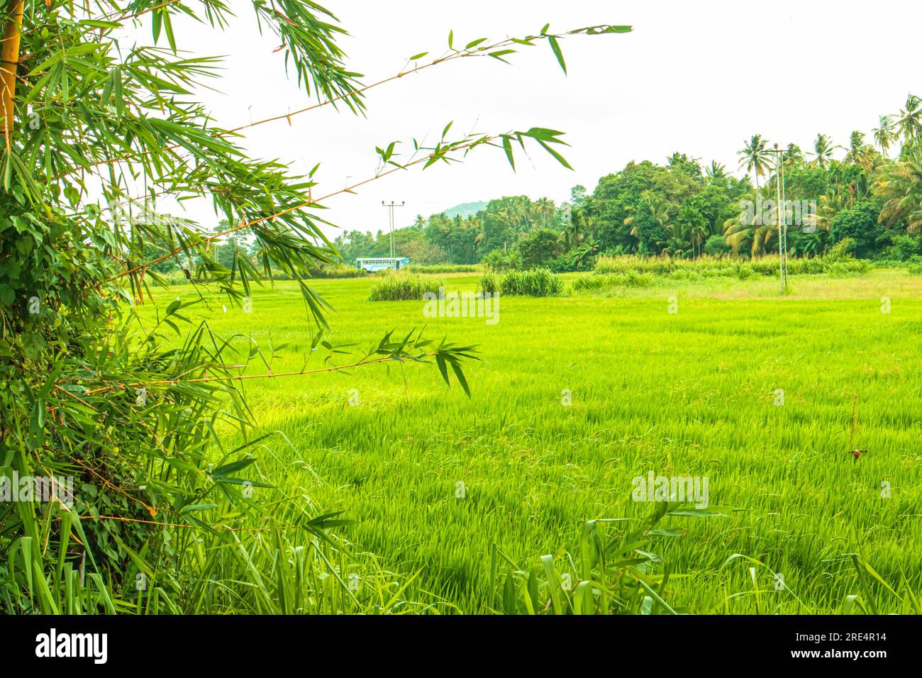 Campo di riso verde in campagna. messa a fuoco selettiva Foto Stock