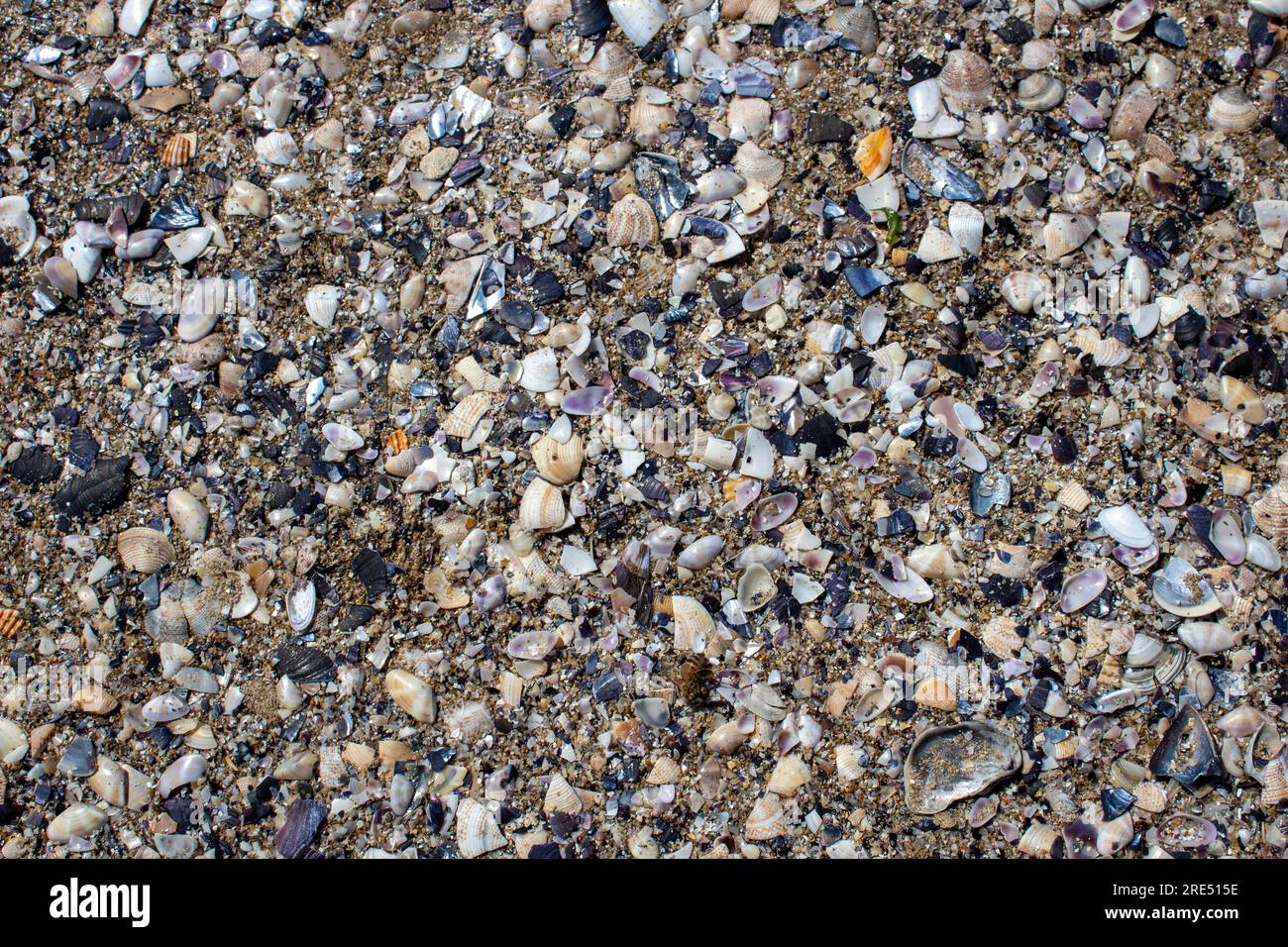 conchiglie e ciottoli sulla superficie della spiaggia Foto Stock