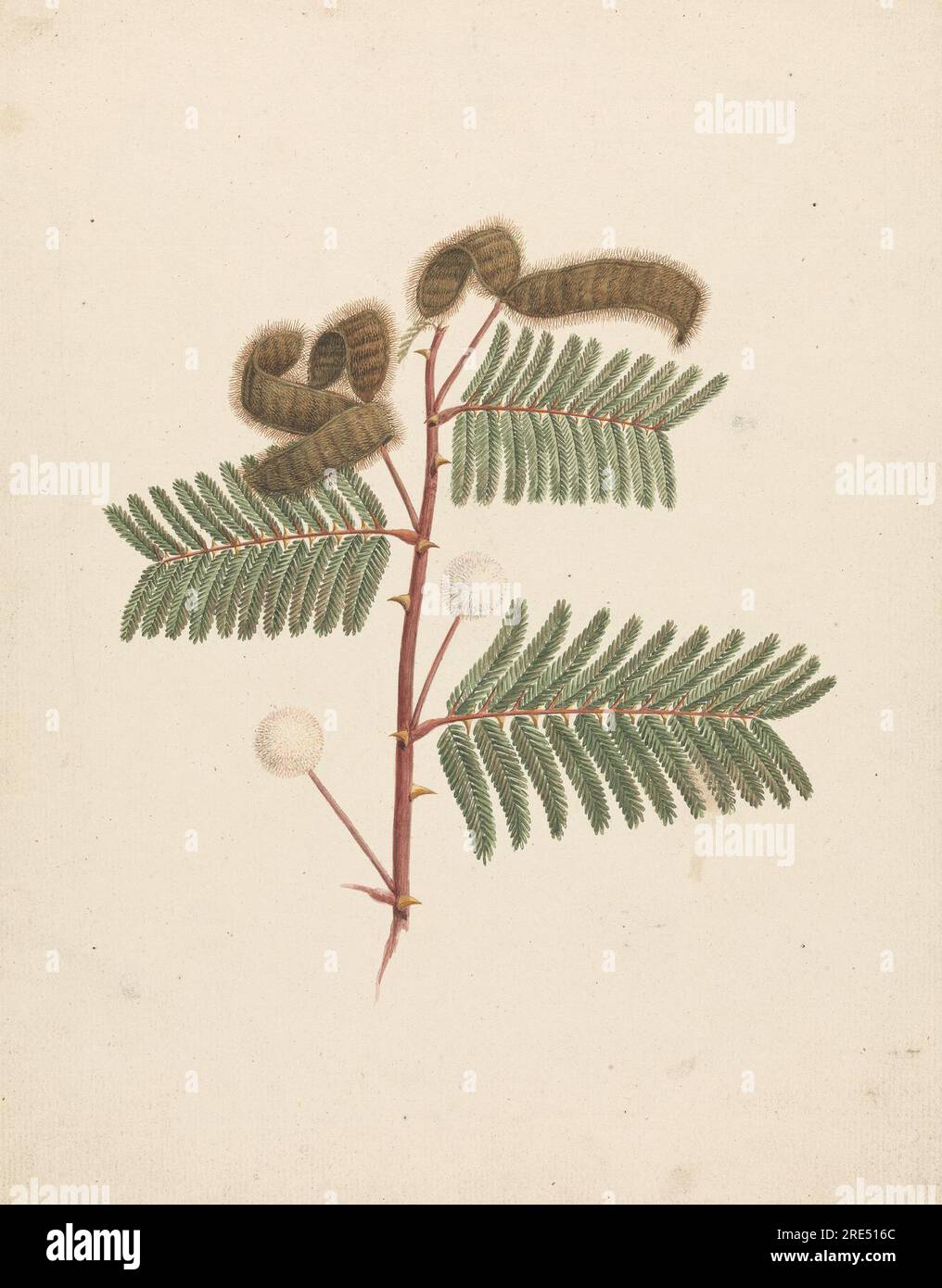 Mimosa pigra (L.): Disegno finito di Luigi Balugani Foto Stock