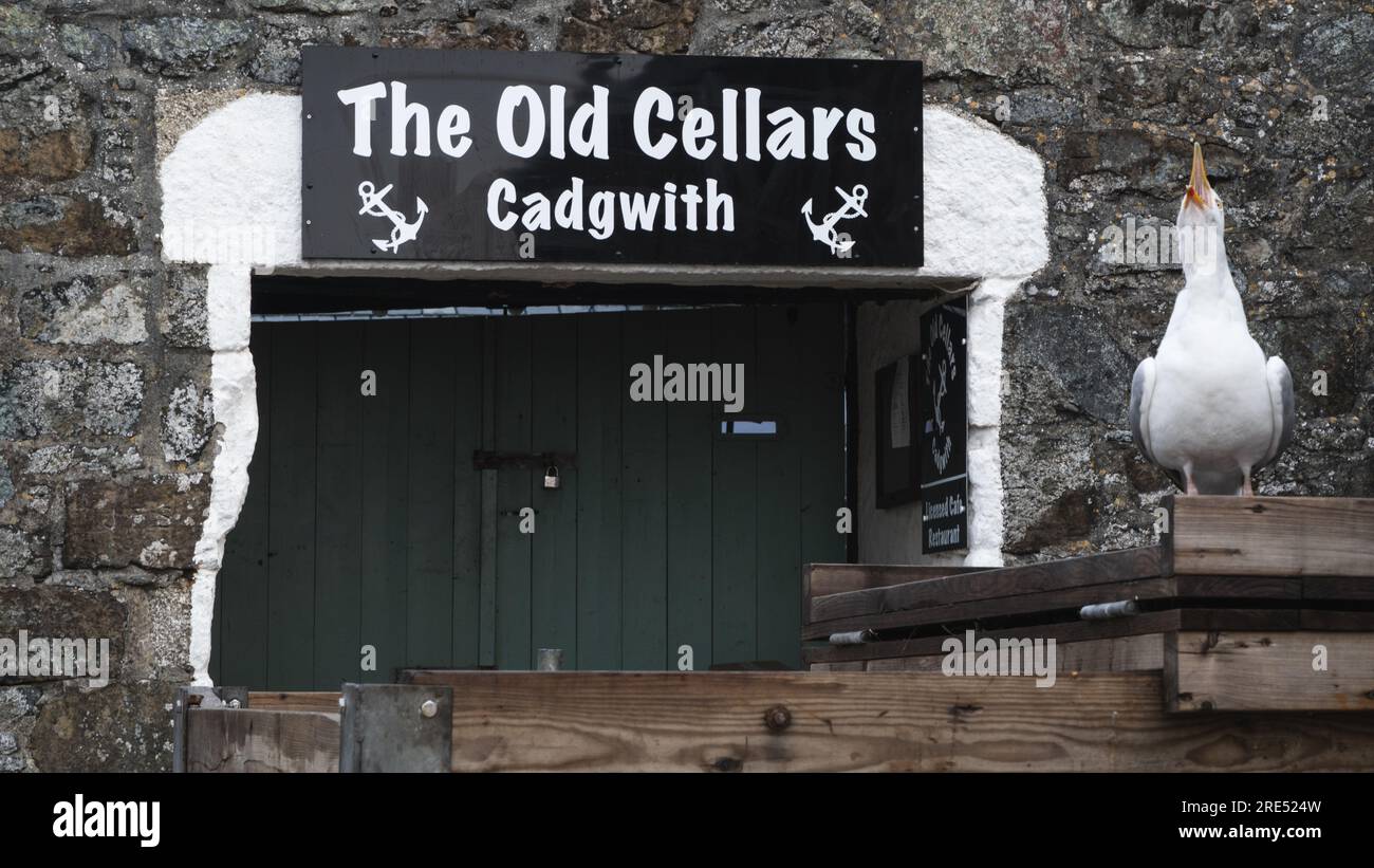 CADGWITH, CORNOVAGLIA, REGNO UNITO - 1° LUGLIO 2023. Una scena tradizionale della Cornovaglia con un rumoroso gabbiano fuori dall'entrata del caffè Old Cellars nella popolare t Foto Stock