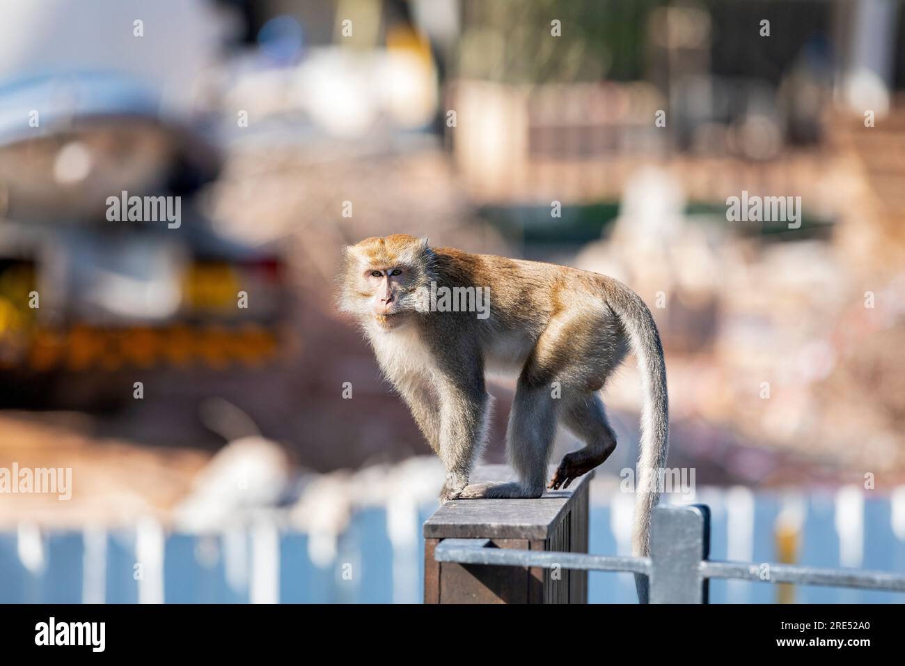 Un macaco dalla coda lunga si avvicina al cantiere della tenuta residenziale pubblica Waterway Sunrise da Sunrise Gateway, Singapore Foto Stock