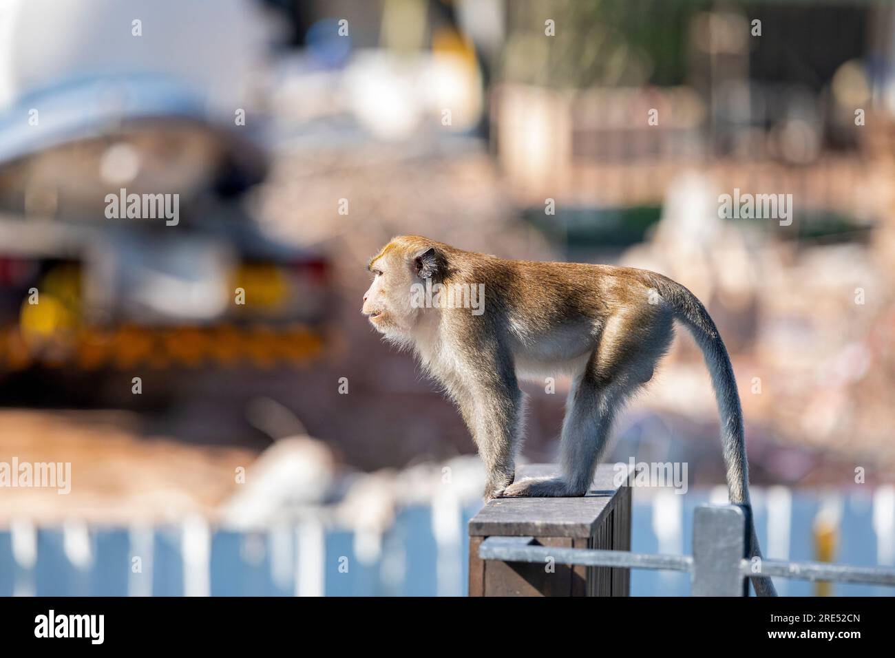 Un macaco dalla coda lunga si avvicina al cantiere della tenuta residenziale pubblica Waterway Sunrise da Sunrise Gateway, Singapore Foto Stock