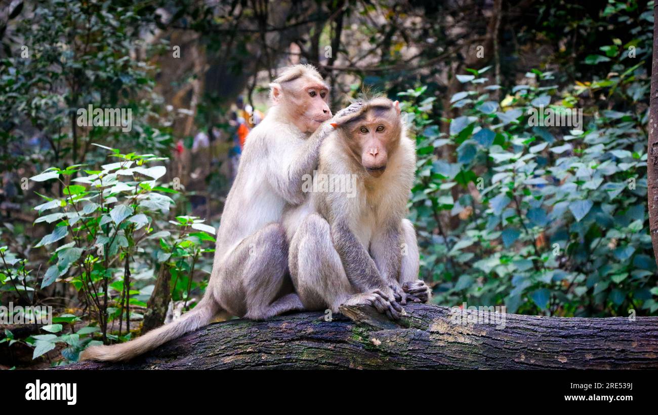 Una famiglia di scimmie che si prende cura l'uno dell'altro, Kodaikanal, Tamil Nadu, India Foto Stock