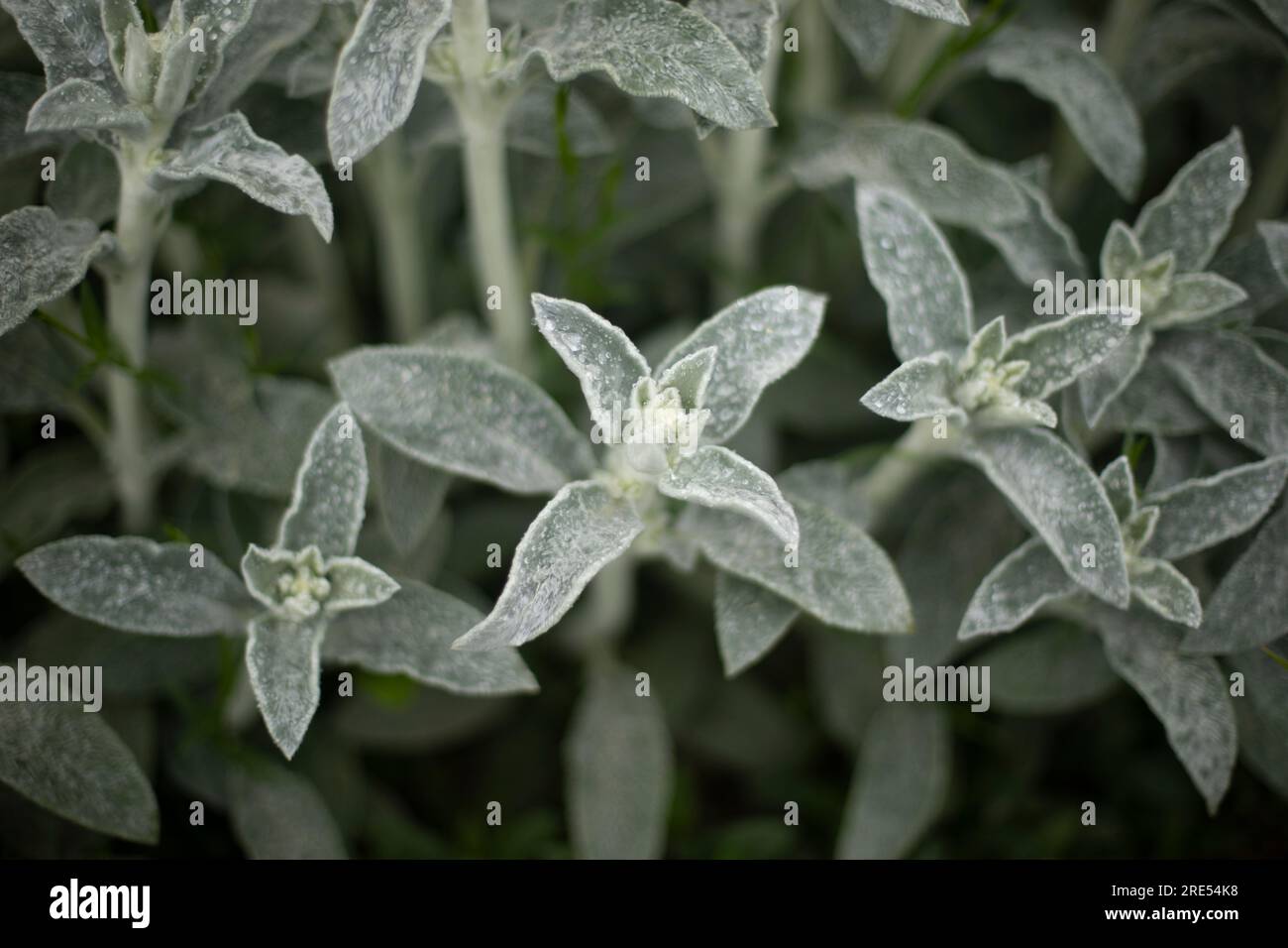 Pianta da giardino. Piante senza fiori. Dettagli della natura. Steli verdi. Colore Ashy sulle foglie. Foto Stock