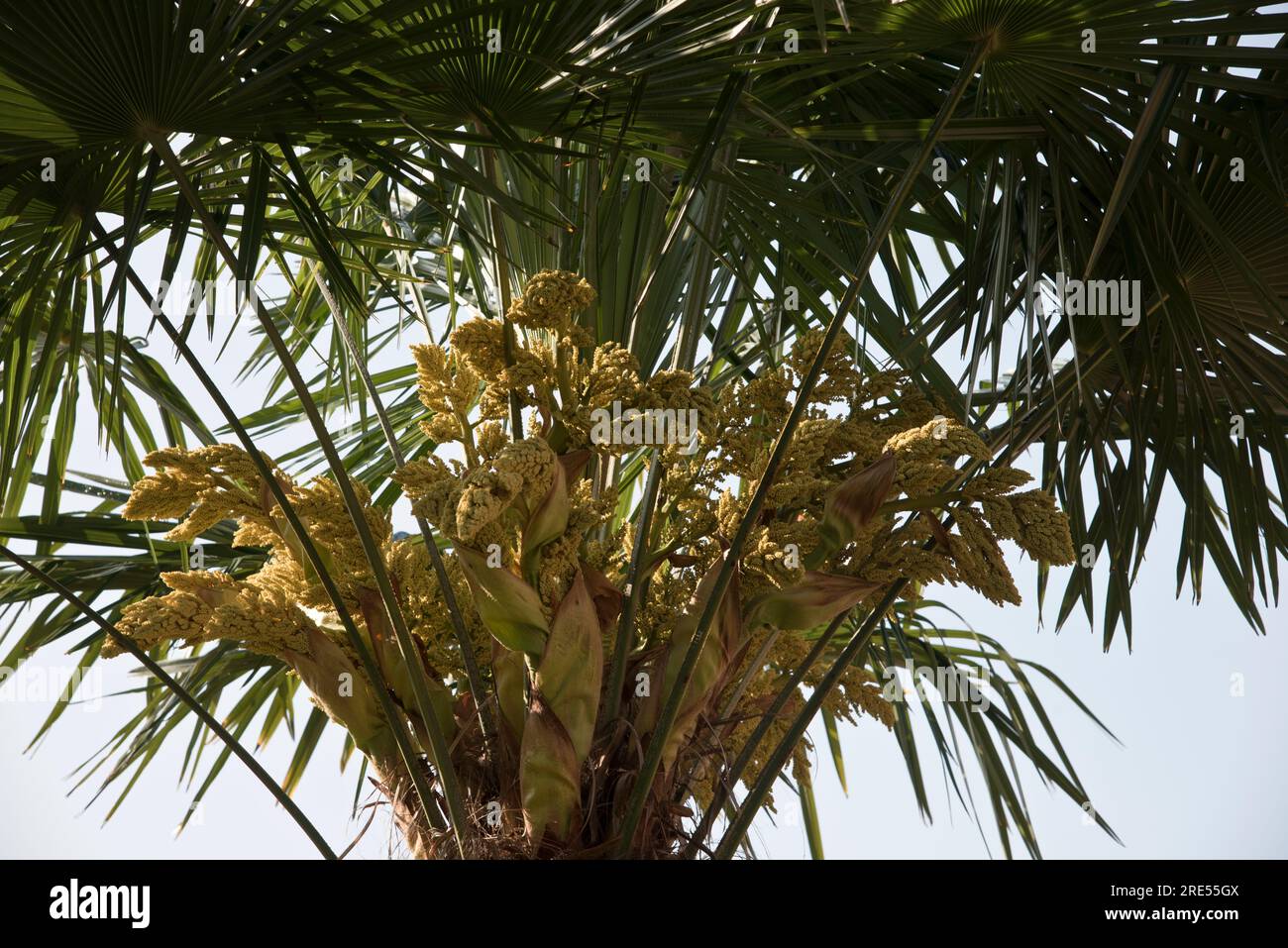 Palma cinese di Chusan Trachycarpus fortunei pianta in mastello 35 cm