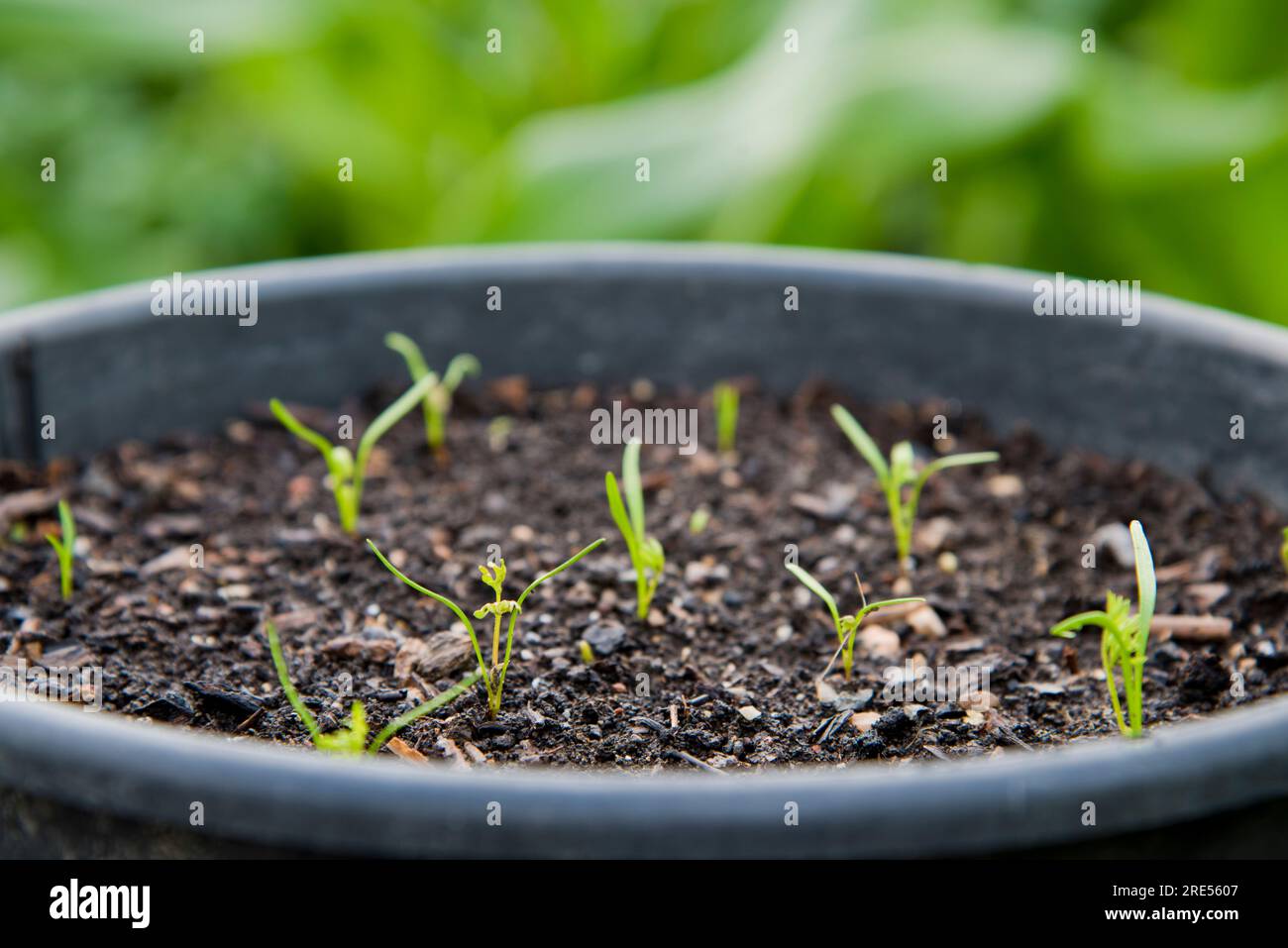 Seminare semi di carota sottili che crescono in un grande contenitore riciclato Foto Stock