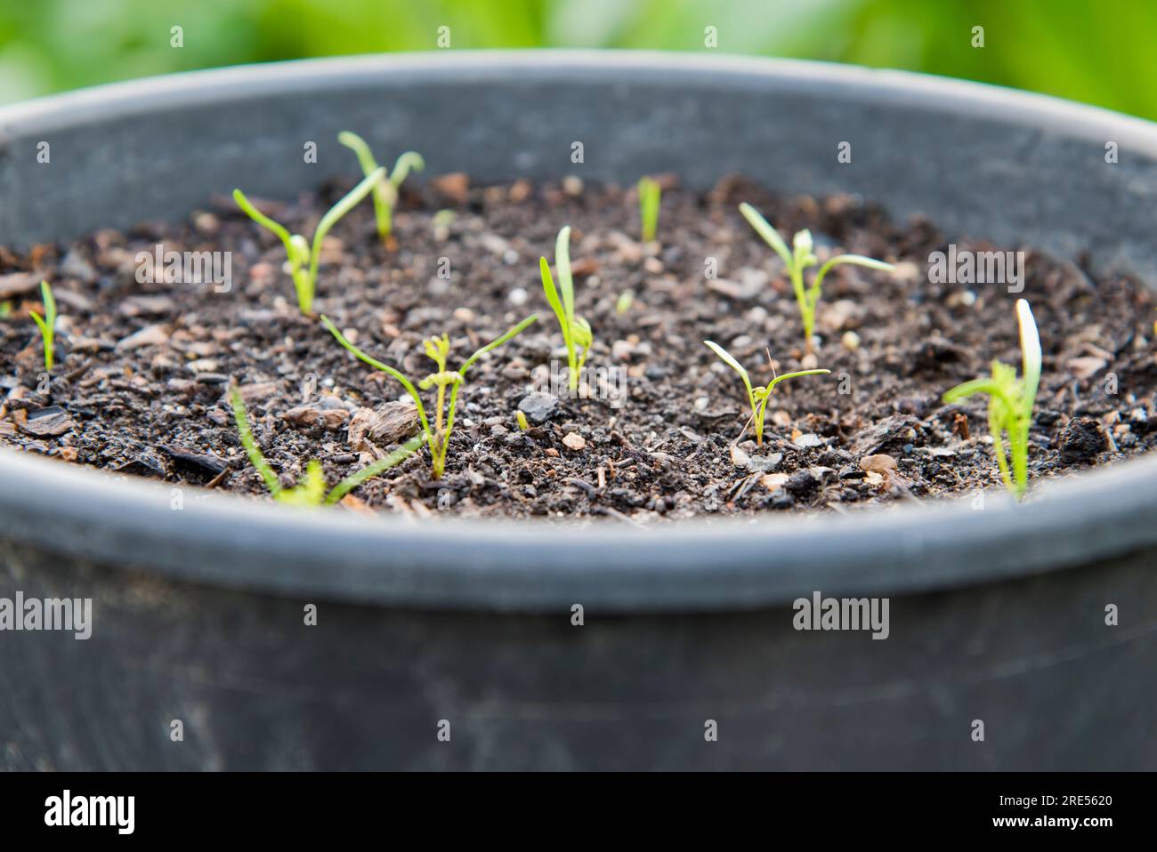 Seminare semi di carota sottili che crescono in un grande contenitore riciclato Foto Stock