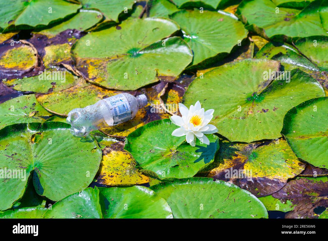 Toronto, Canada - 23 luglio 2023: Una bottiglia di plastica contamina l'ambiente nel lago Ontario. L'oggetto si trova in cima a bellissime piante d'acqua con un Foto Stock