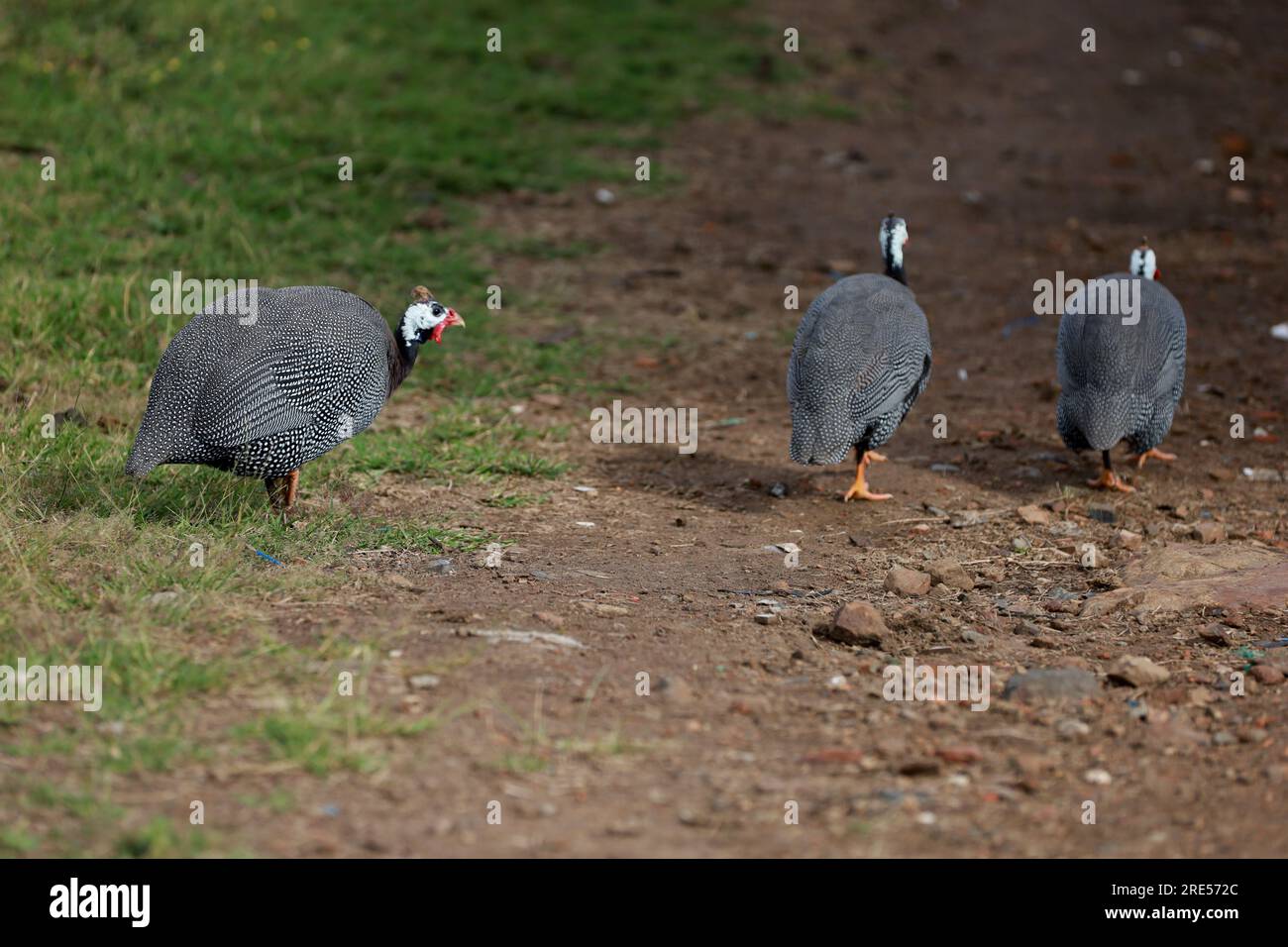 salvador, bahia, brasile - 23 luglio 2023: Uccello della guinea - Numida meleagris - avvistato in una zona rurale della città di Salvador. Foto Stock