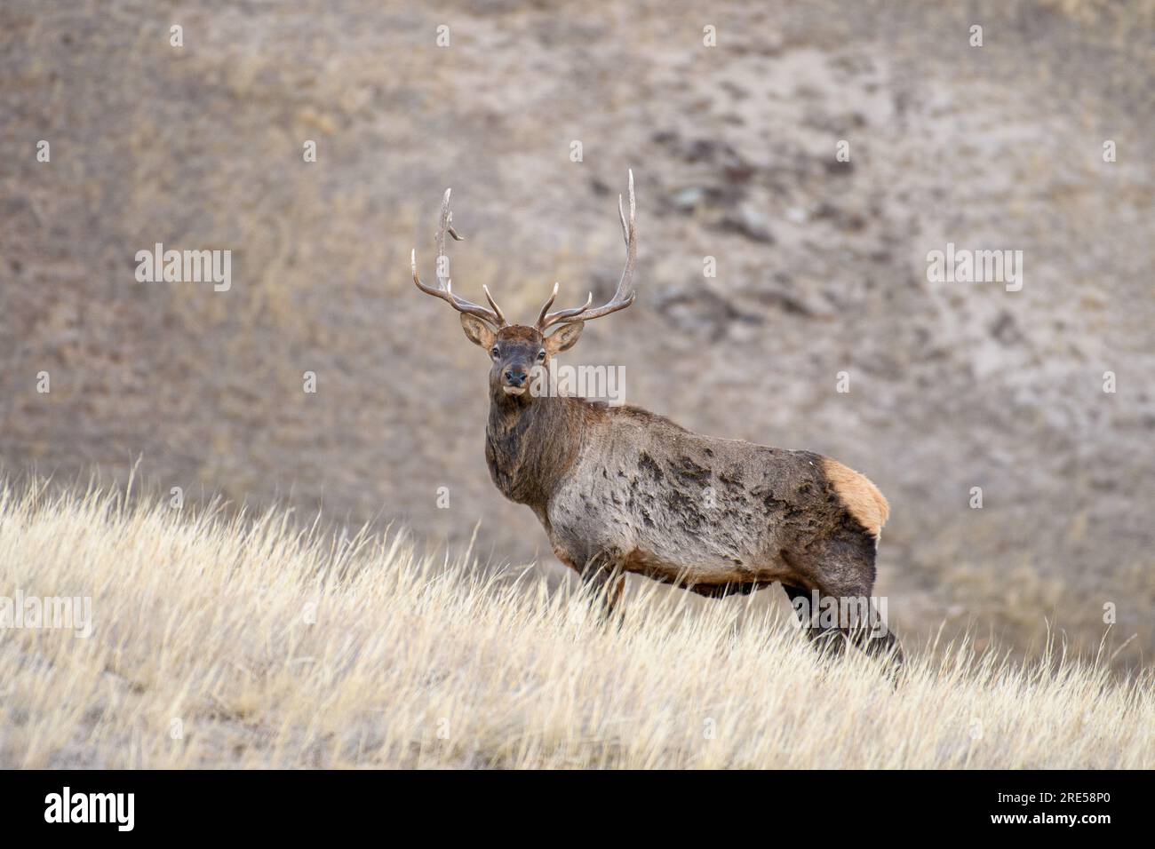 Argalant, TUV, Mongolia. 23 ottobre 2021. Hustay National Park, cervi rossi. Crediti: L. Enkh-Orgil. Foto Stock