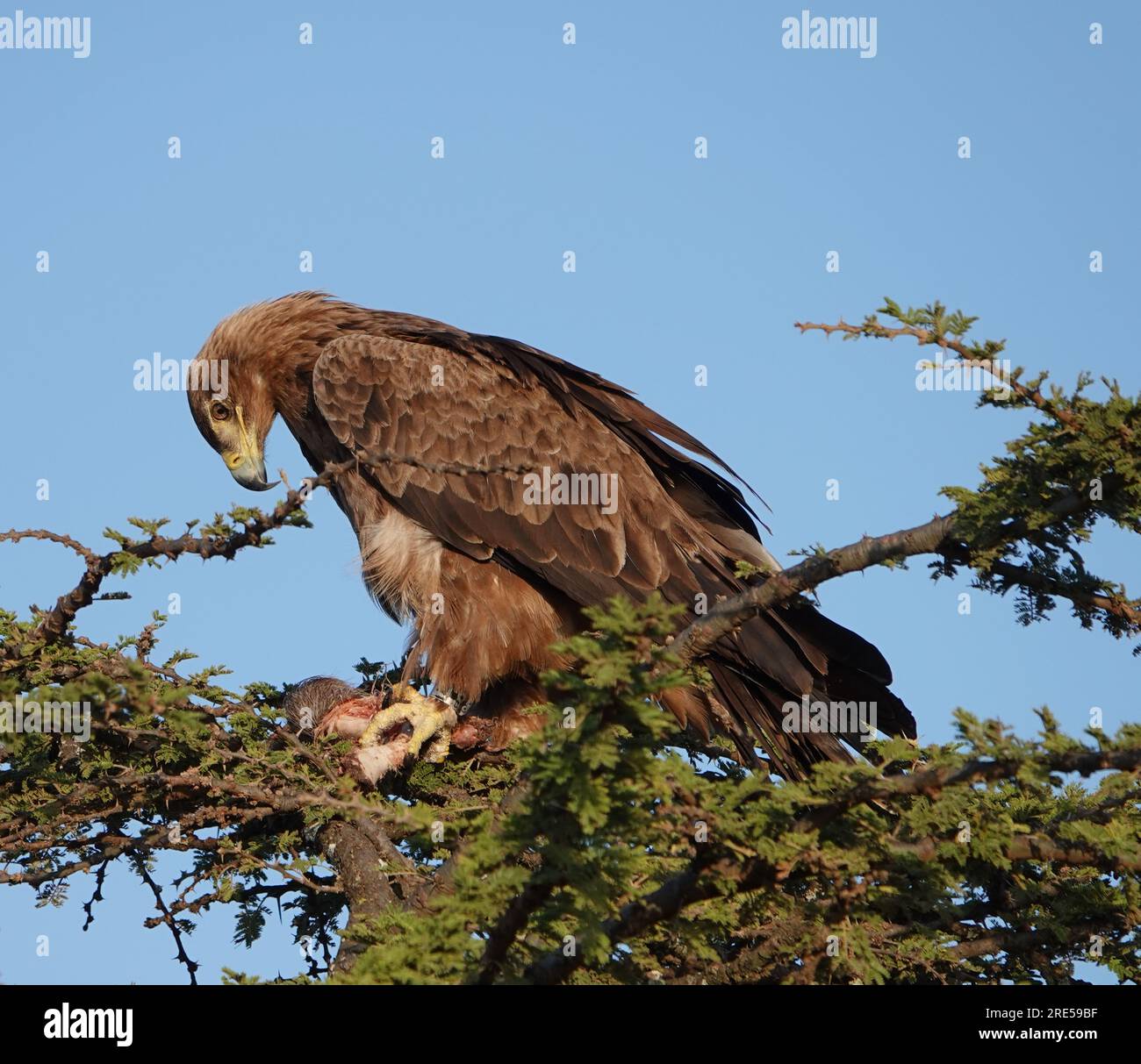 Aquila di Tawny (Aquila rapax) adulti in natura, al Naboisho Conservancy a Maasai/Masai Mara. In piedi su un albero, mangiando la sua preda, luglio 2023. Foto Stock