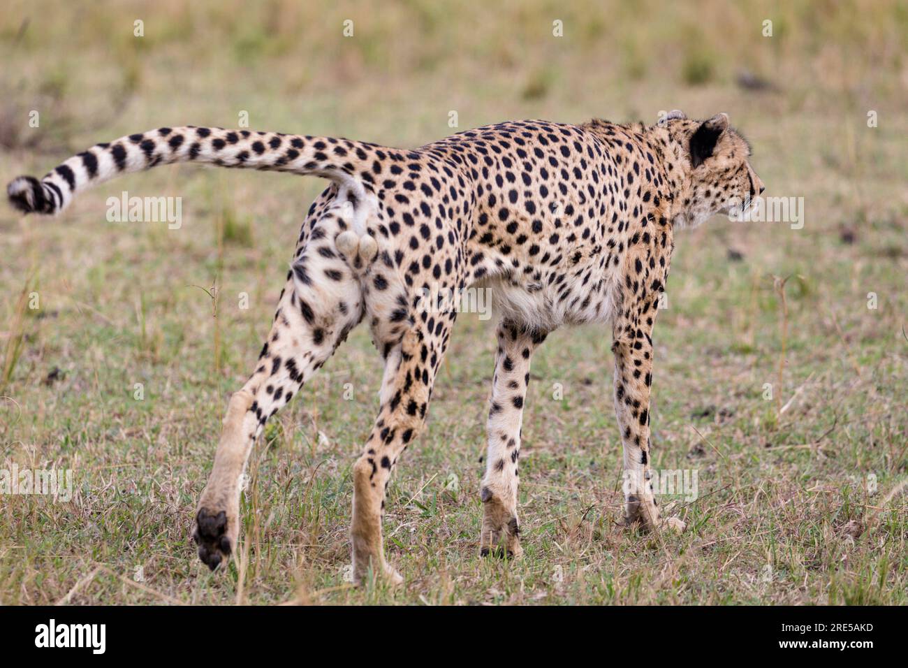 La riserva nazionale di Maasai Mara è un'area di savana preservata nel Kenya sudoccidentale, lungo il confine con la Tanzania. Tra i suoi animali vi sono i leoni, Foto Stock
